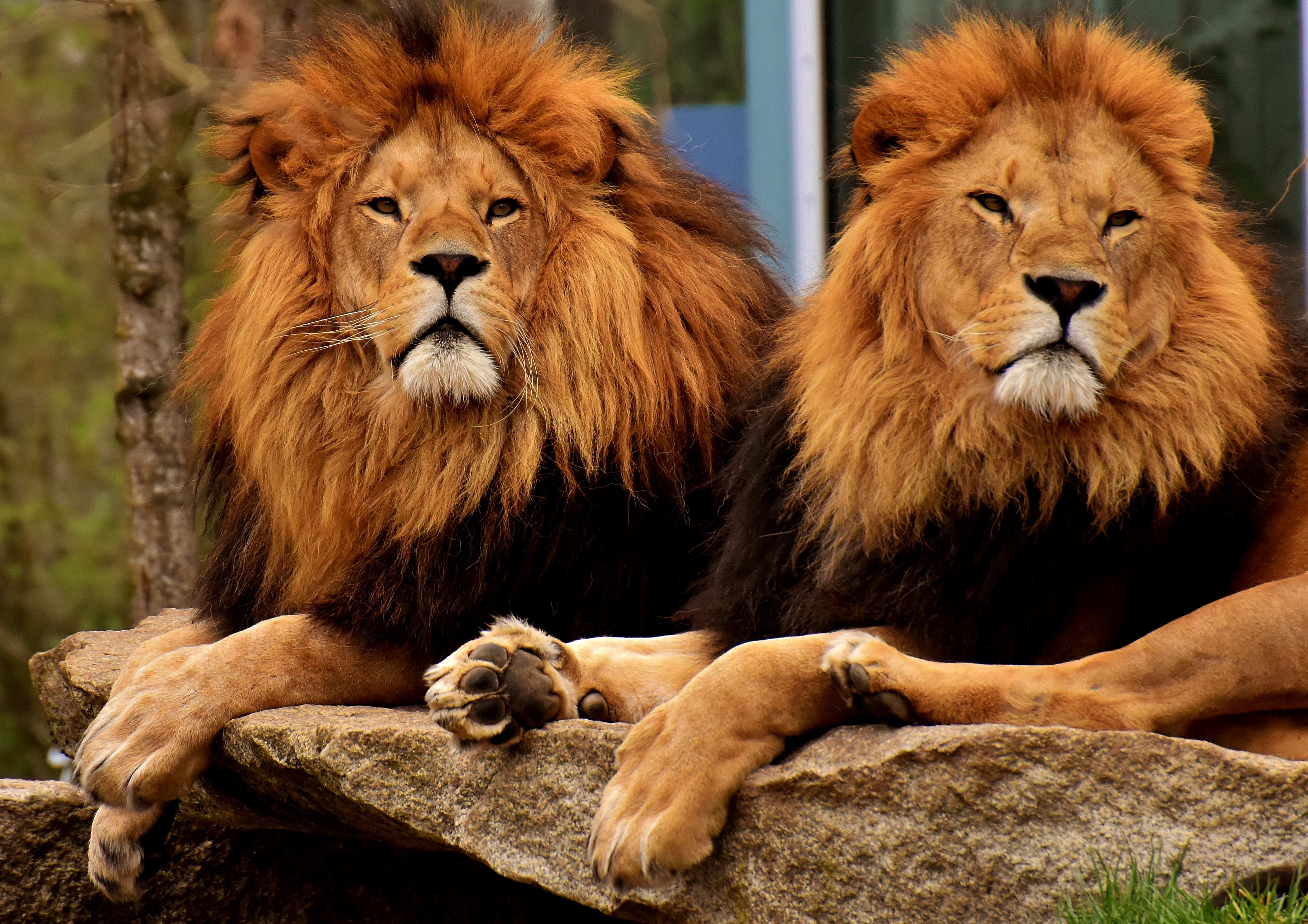 63034 descargar imagen animales, leones, bozal, melena, rey de las bestias, depredadores: fondos de pantalla y protectores de pantalla gratis