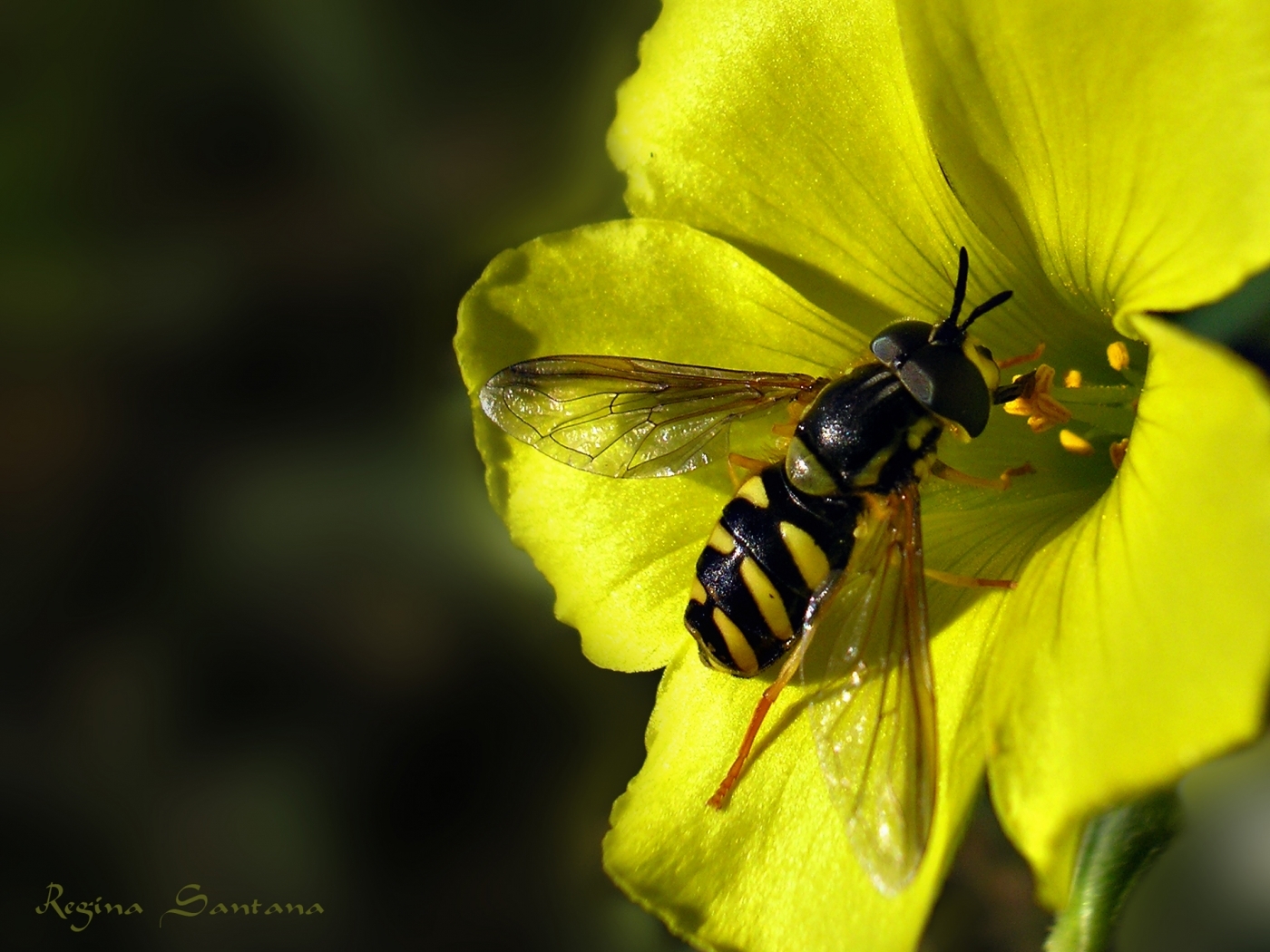 insects, bees, yellow