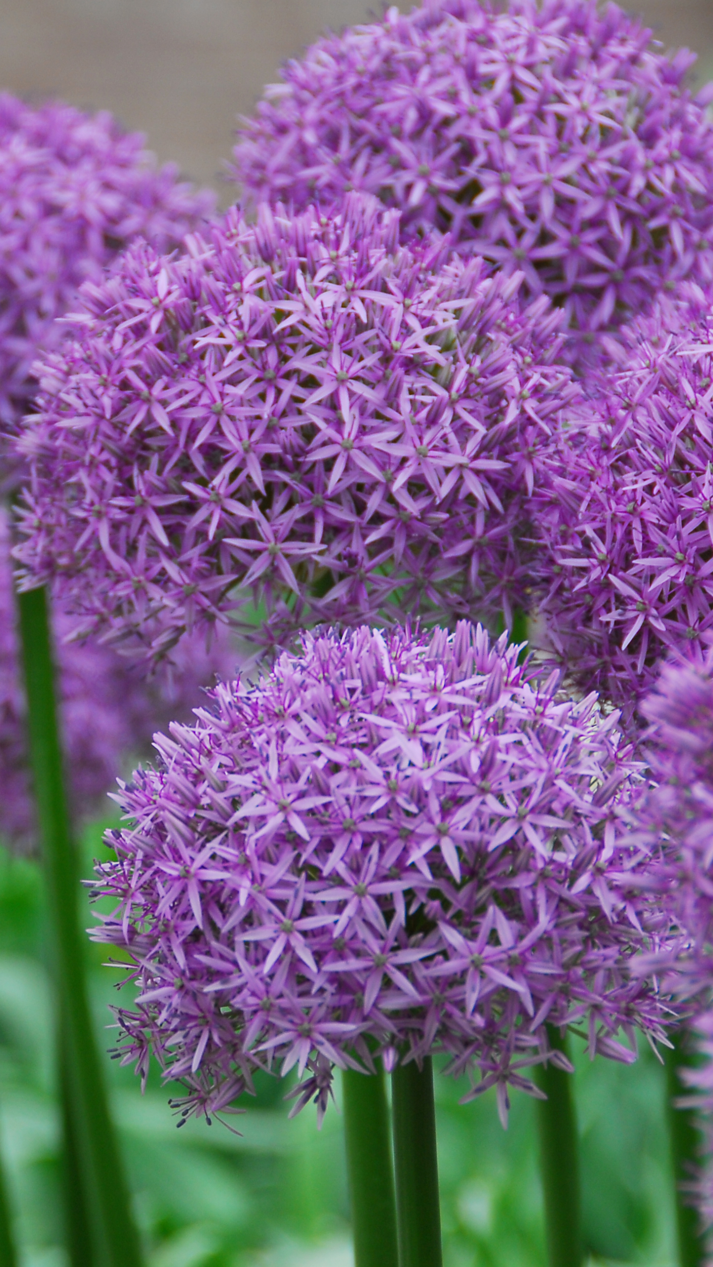 Behangfabriek - Stunning flower wallpaper design ALLIUM by Cole & Son,  collection Botanical Botanica. Available in 4 beautiful colors #coleandsun  #flowers #allium #walldecor #interior #behang #tapete #cartadaparati  #vogueliving #luxeliving ...