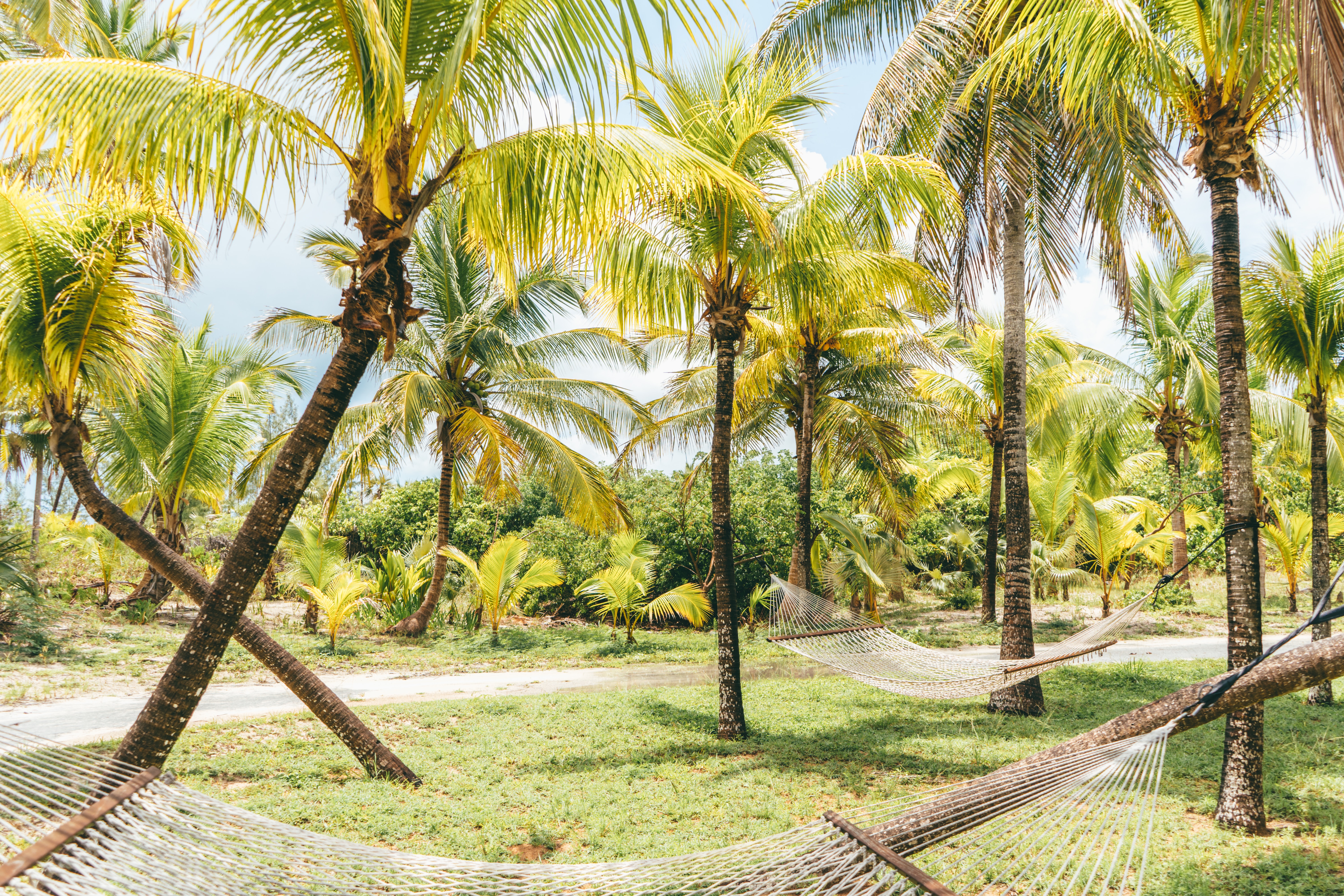 61759 télécharger l'image tropiques, nature, palms, été, hamacs, bahamas - fonds d'écran et économiseurs d'écran gratuits