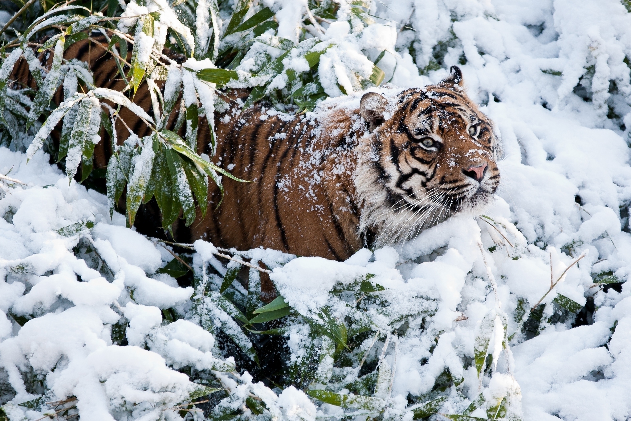 Download mobile wallpaper Snow, Muzzle, Climb, Animals, Tiger for free.
