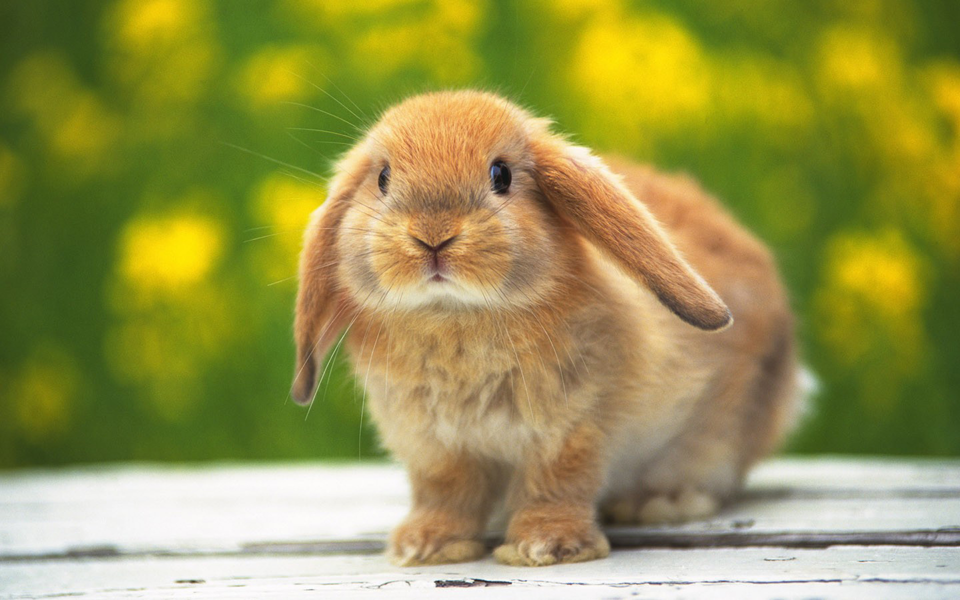 22386 Hintergrundbild herunterladen kaninchen, tiere - Bildschirmschoner und Bilder kostenlos