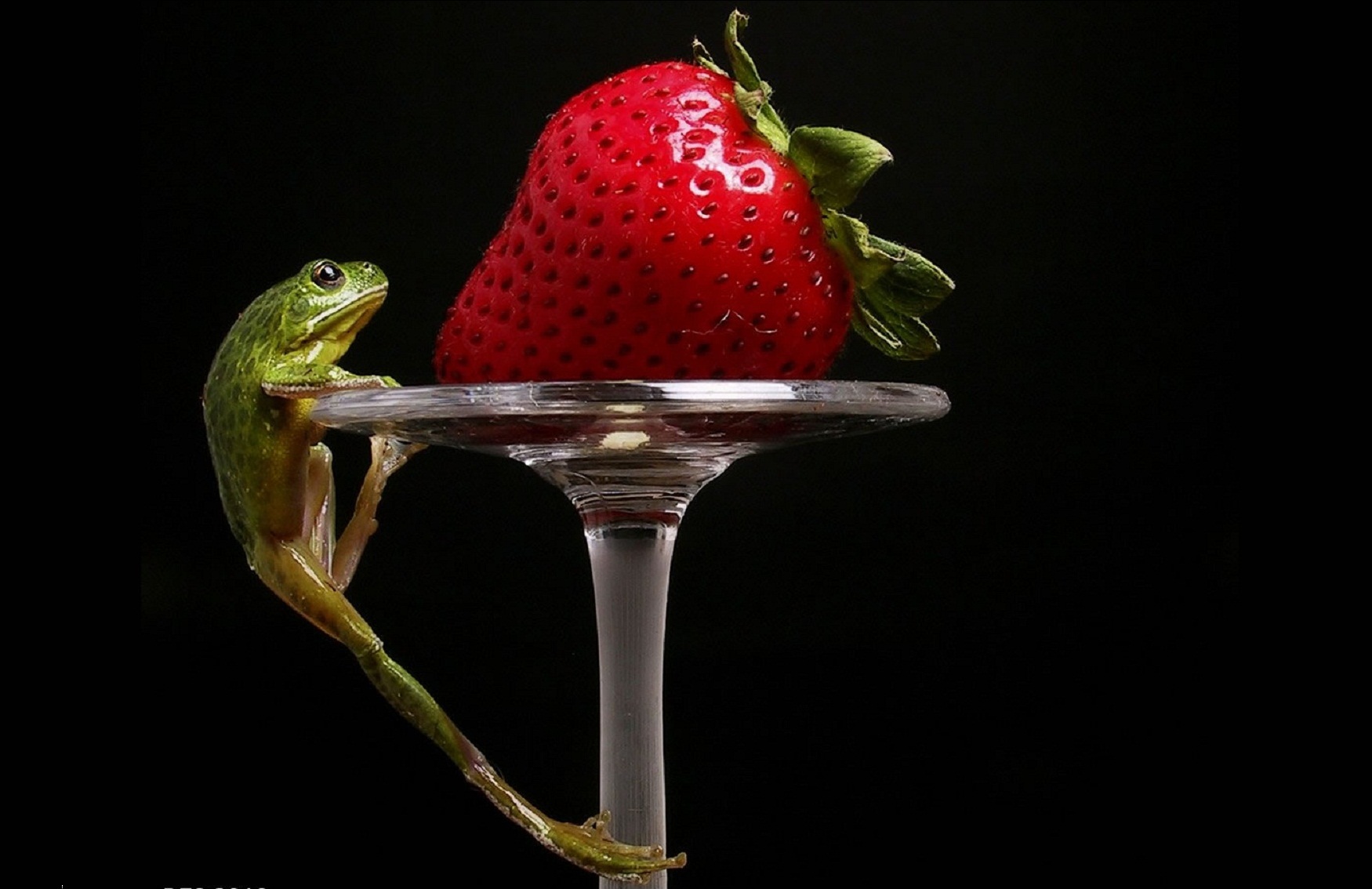 Strawberry Frog Sticker by Redcherrykr cute frog drawing HD phone wallpaper   Pxfuel