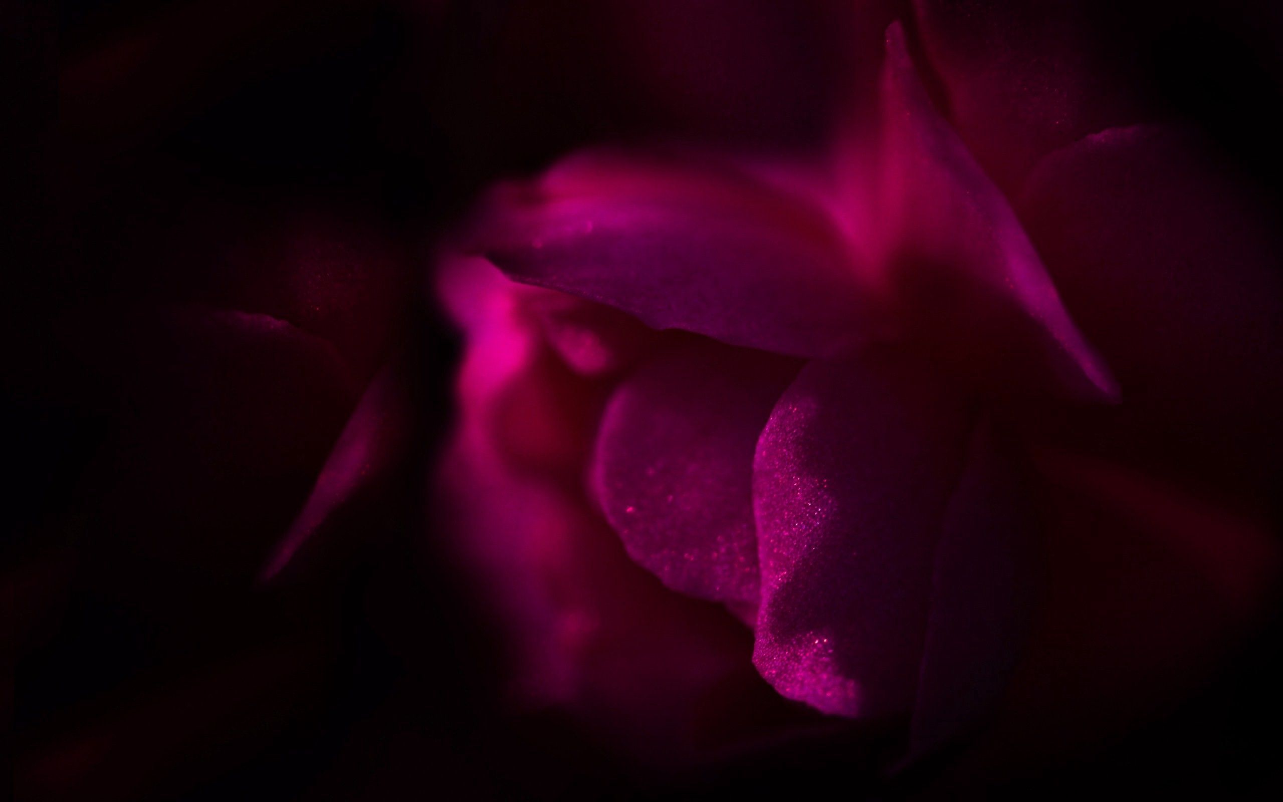 Розовые цветы в темноте