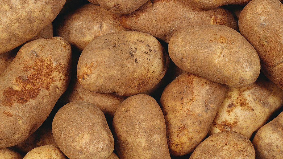Джелли картофель характеристика отзывы. Семенной картофель Бриз. Сорт картофеля Джелли. Сырая картошка. Горный картофель.
