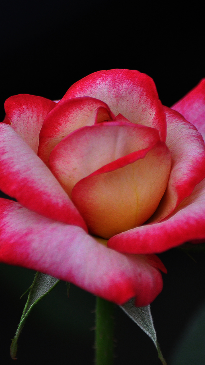 earth, rose, close up, flower, pink rose, stem, flowers 4K Ultra