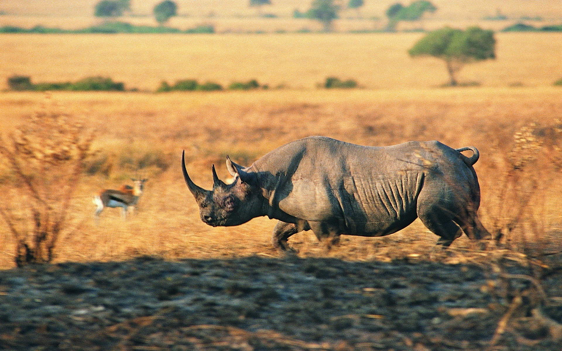 rhinoceros, animal, rhino, charging rhino 5K