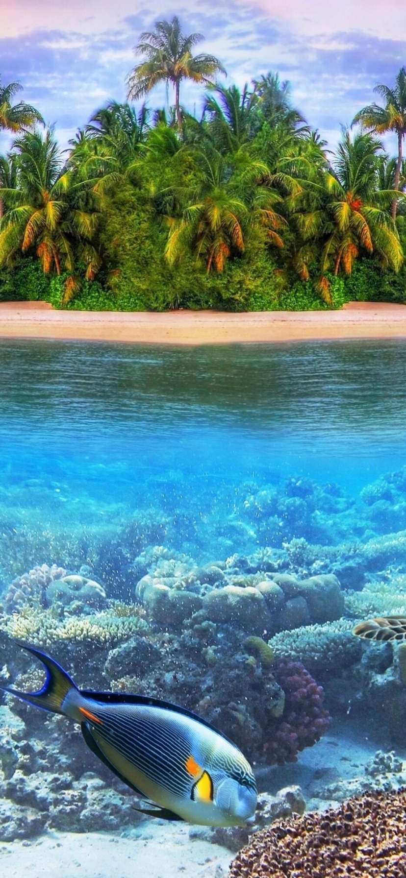 1373135 descargar fondo de pantalla tierra/naturaleza, submarino, tortuga, pez, arrecife, isla, maldivas: protectores de pantalla e imágenes gratis