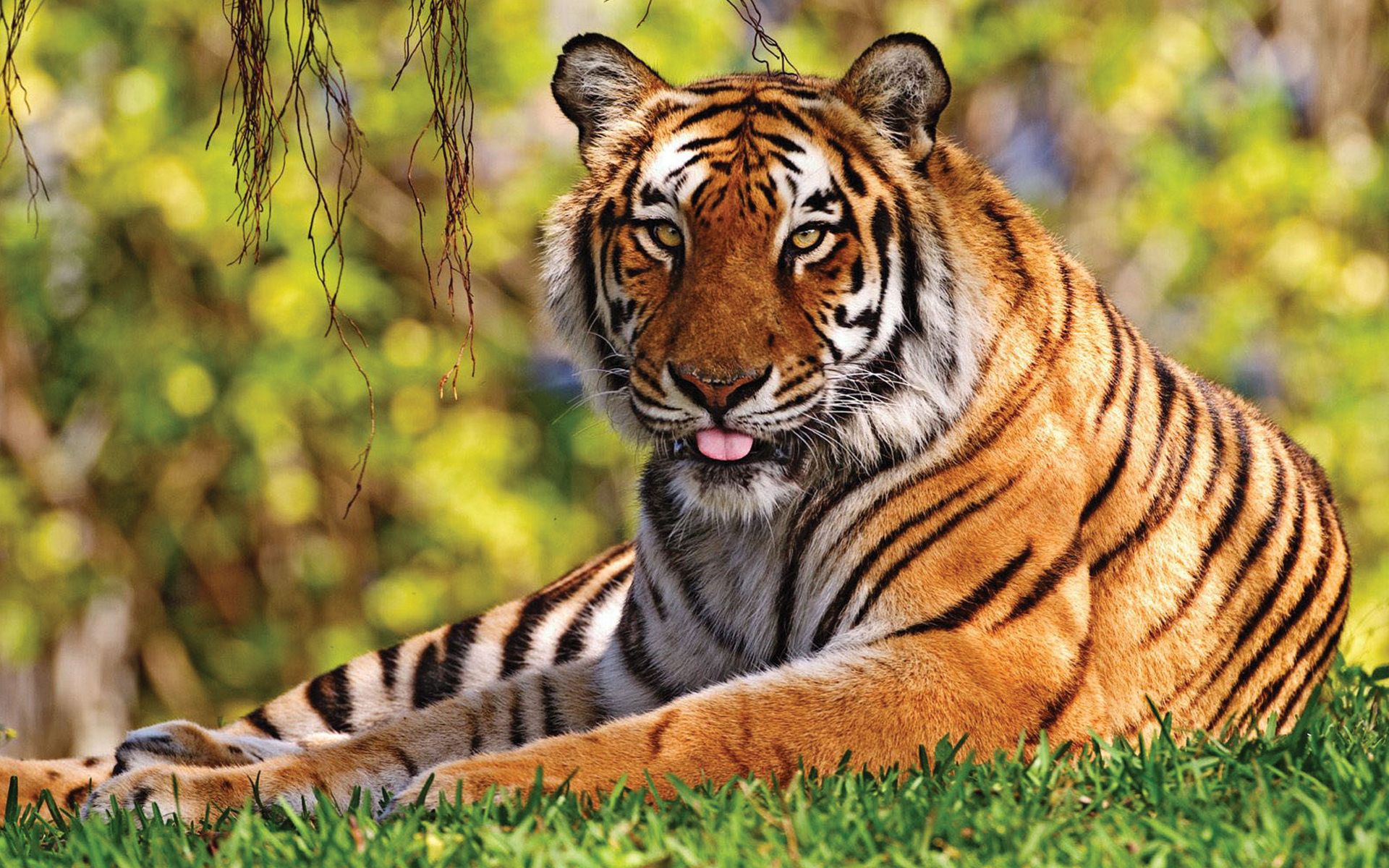 animals, grass, to lie down, lie, predator, big cat, tiger, language, tongue phone background