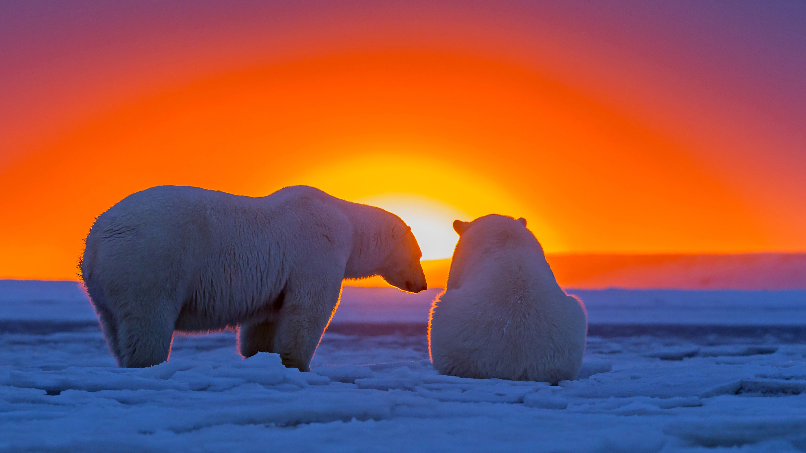 Северное сияние Арктика медведь