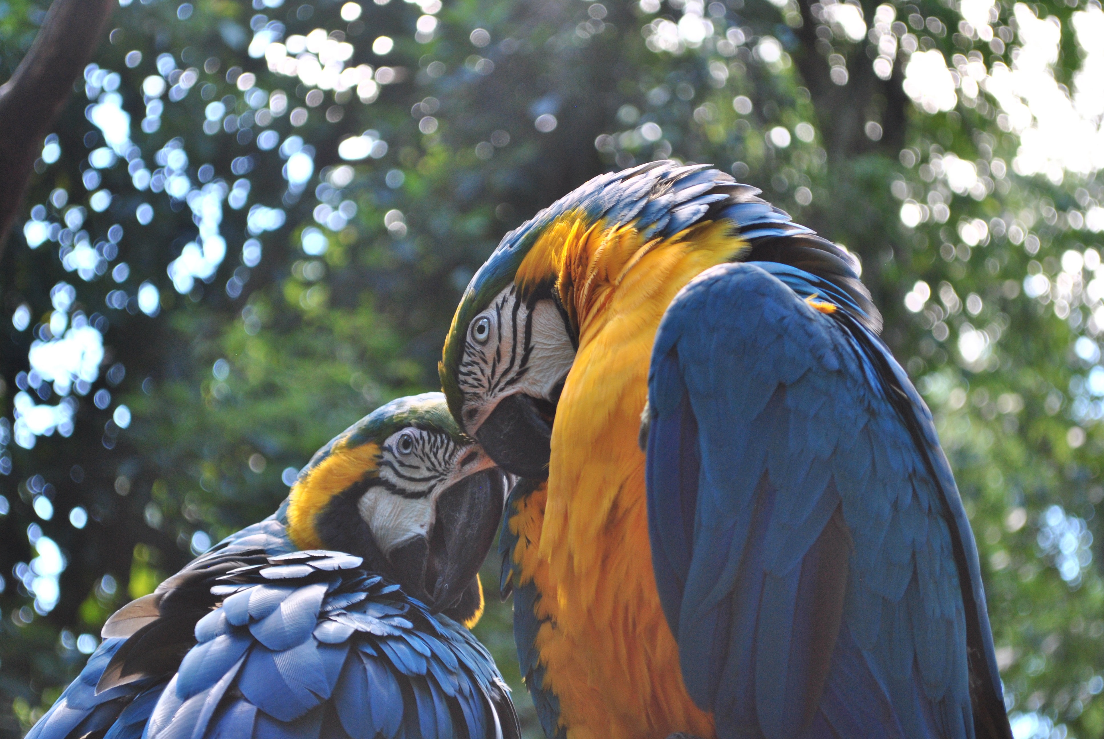 Download mobile wallpaper Animals, Pair, Macaw, Parrots, Birds, Couple for free.