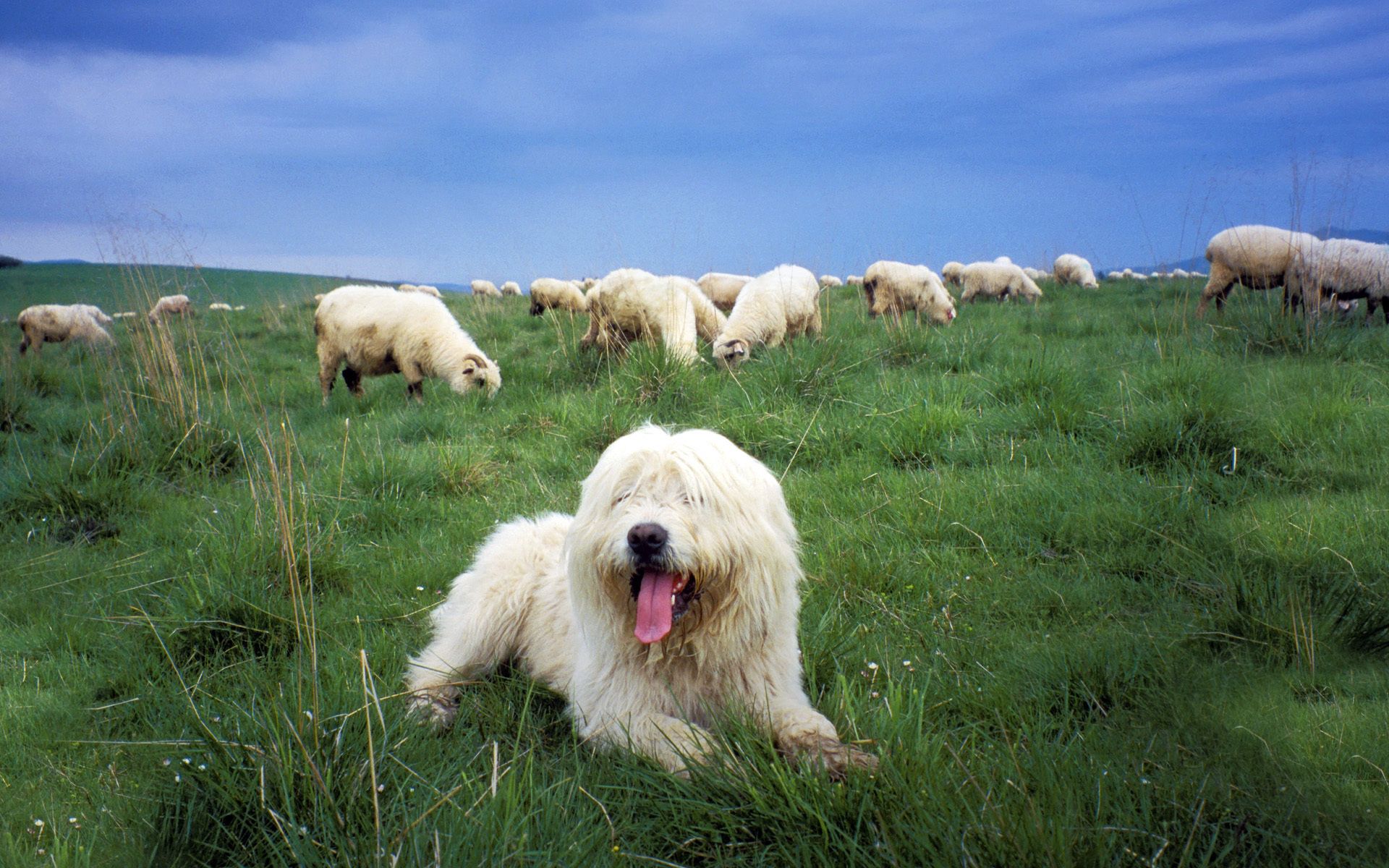 Собаки пастухи породы фото и названия