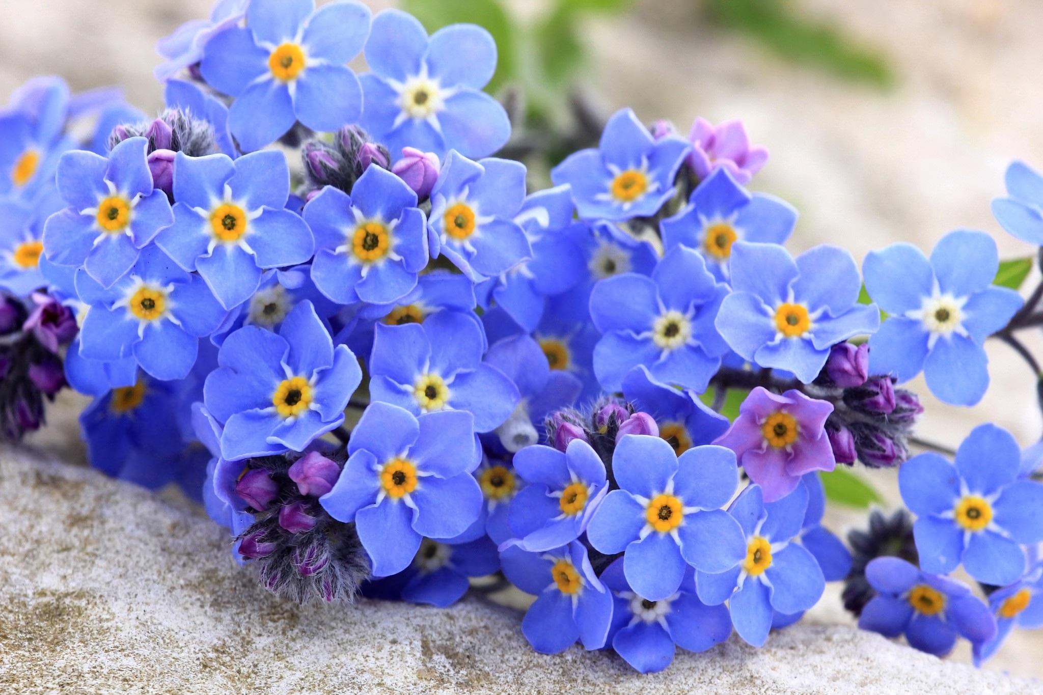 Голубые цветы незабудки