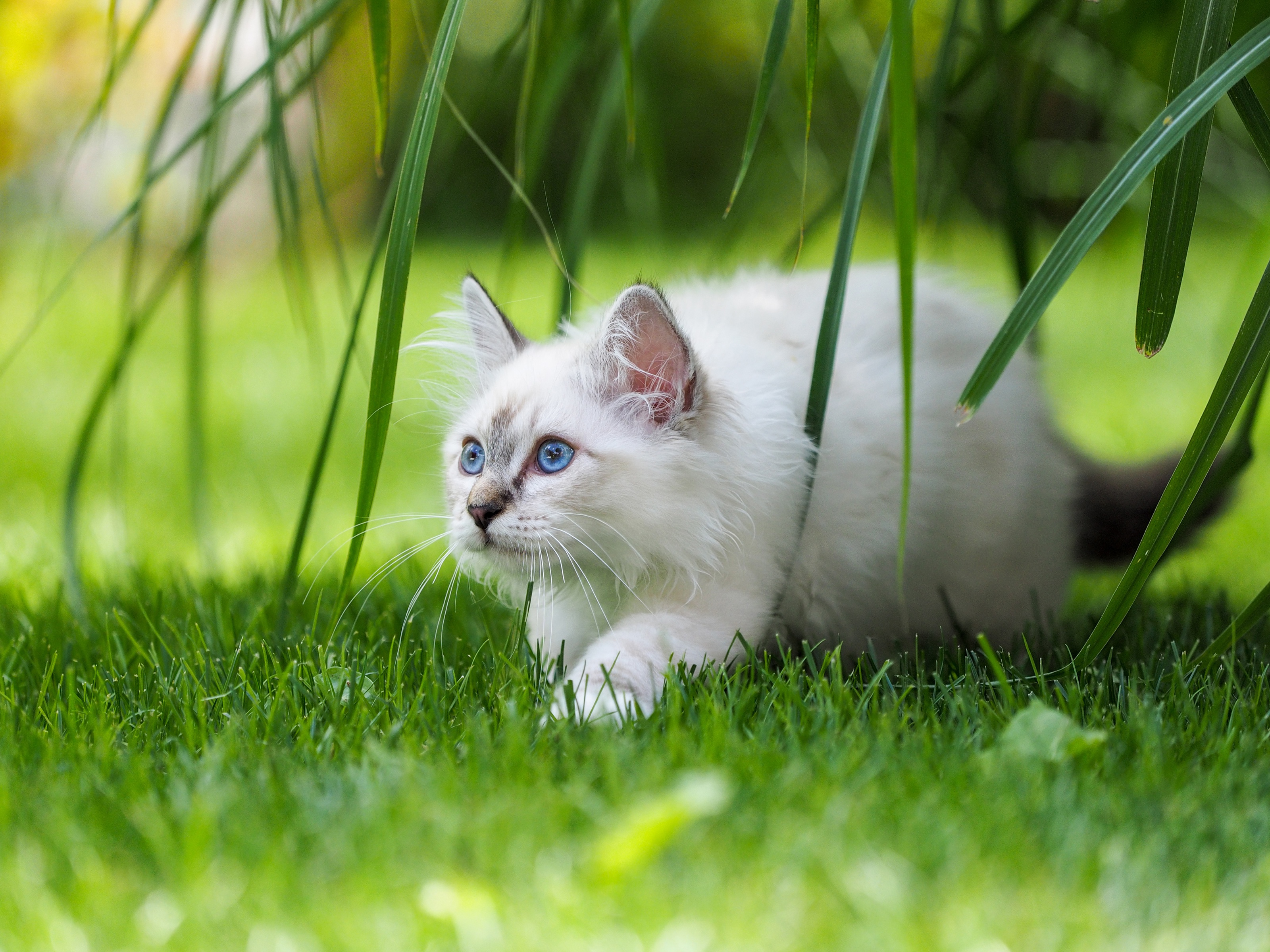 453369 скачать обои бирманская кошка, животные, кошка, голубые глаза, трава, котенок, кошки - заставки и картинки бесплатно