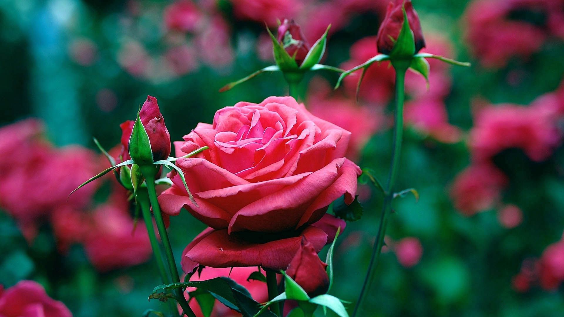 Téléchargez des papiers peints mobile Rose, Bourgeon, Macro, Pétales, Une Rose, Fleurs gratuitement.