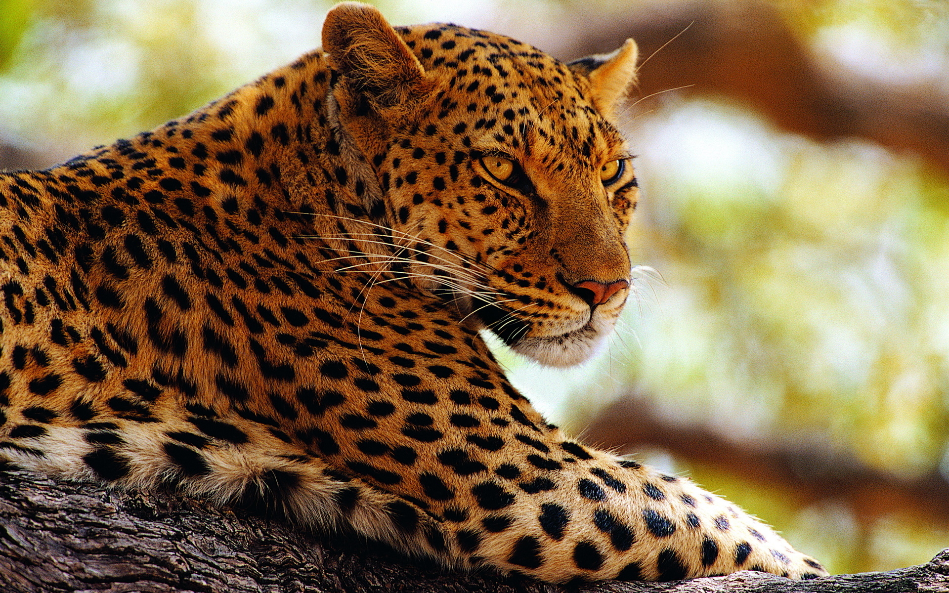 Картинки леопарда