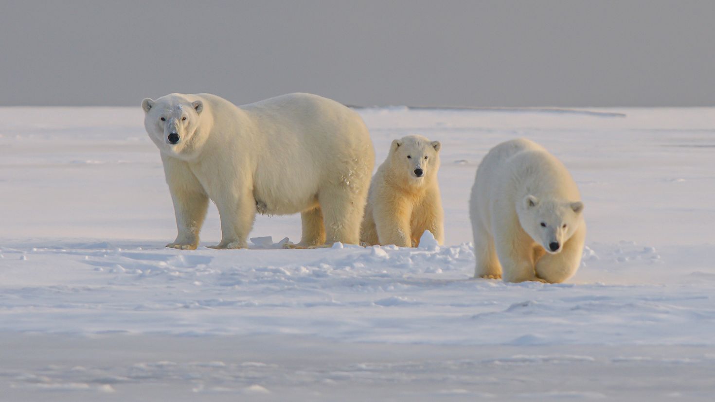 Polar Bears International на русском