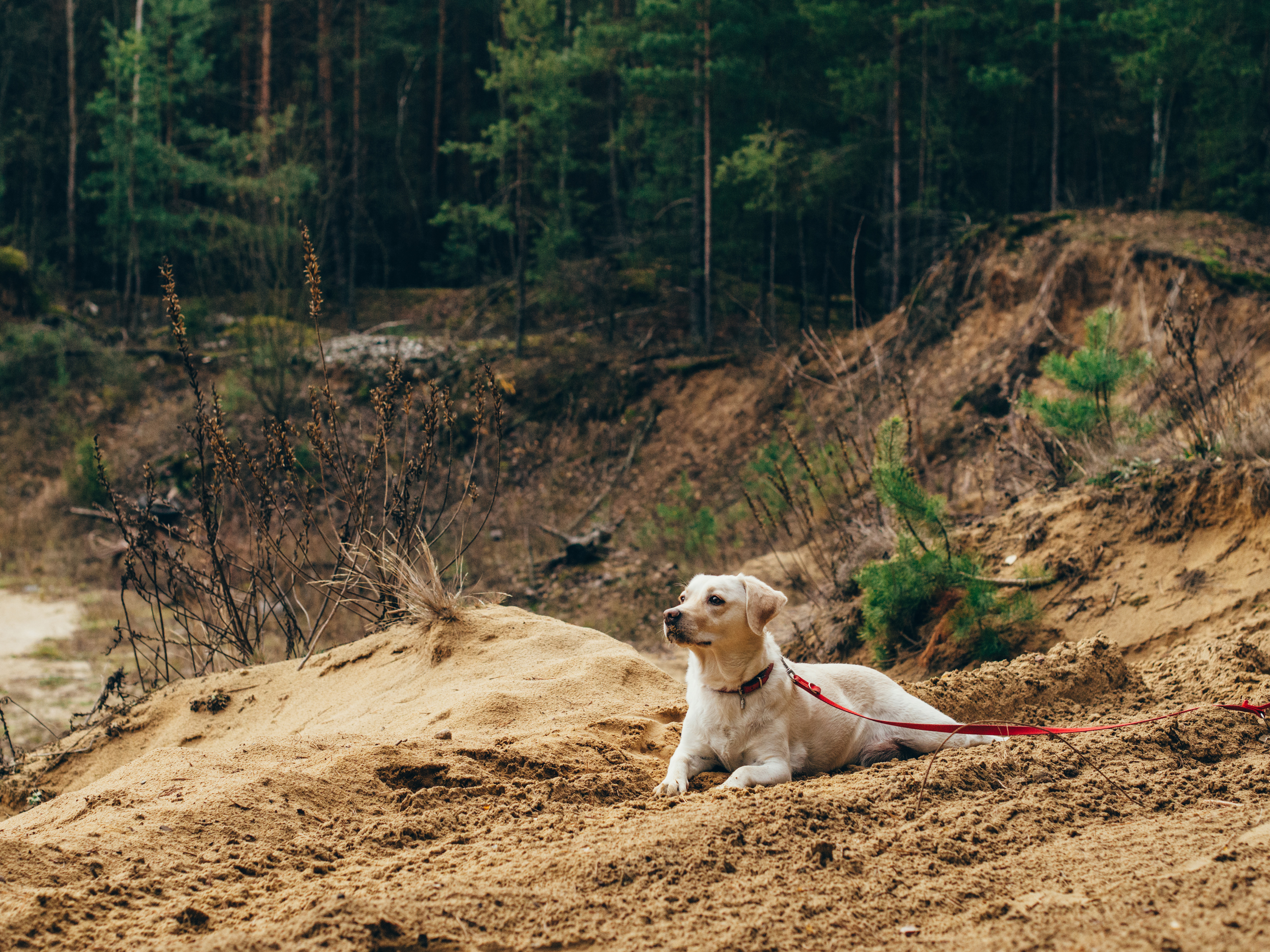 animals, sand, dog, leash, stroll lock screen backgrounds