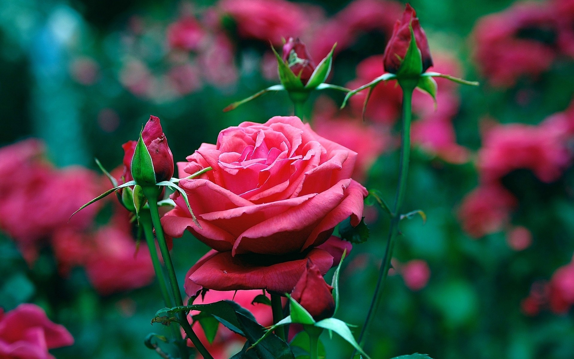 Download mobile wallpaper Plants, Roses, Flowers for free.