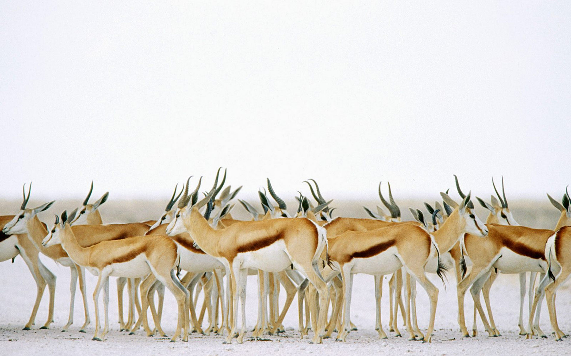 animal, antelope, springbok