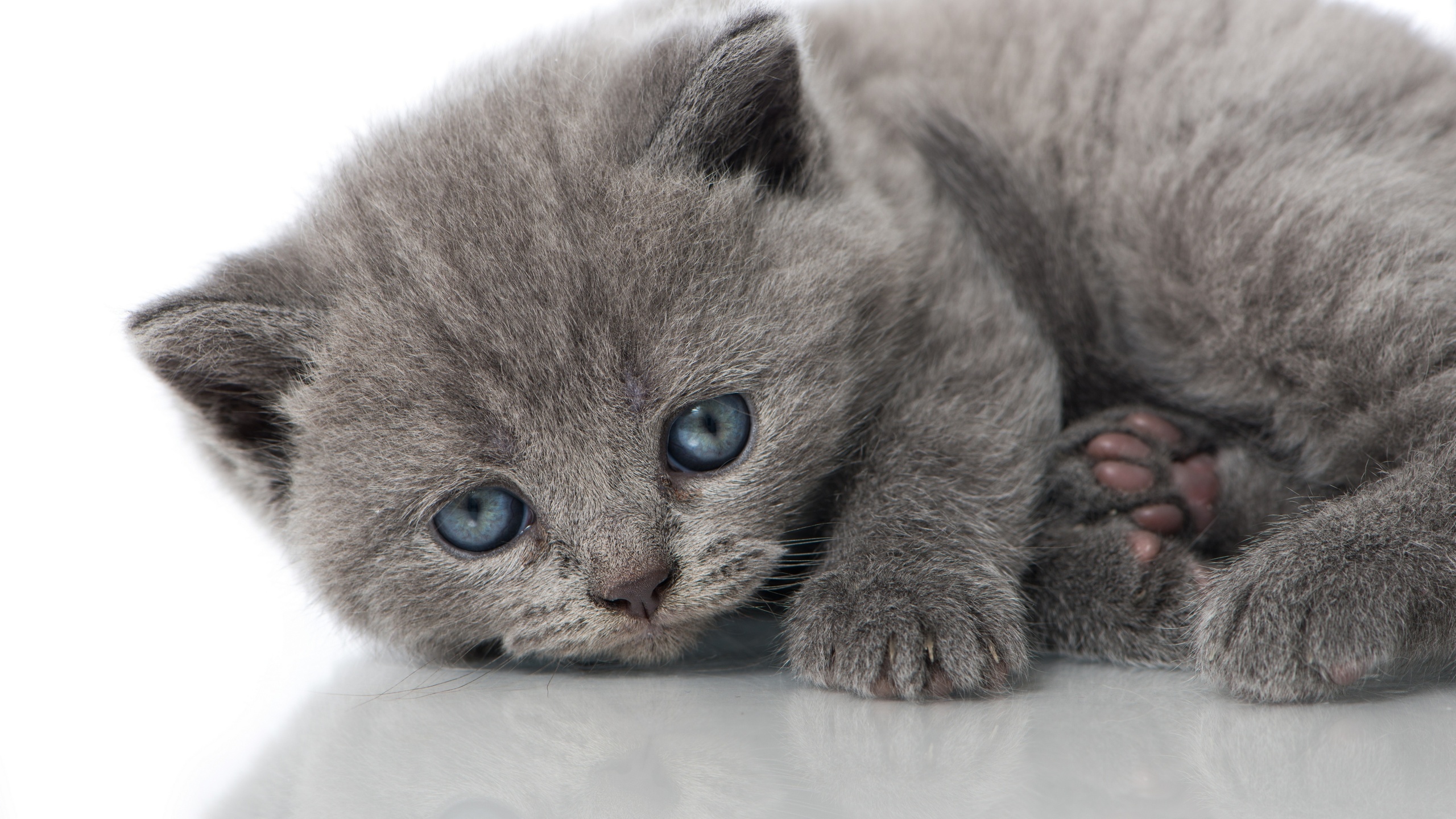 animal, british shorthair, blue eyes, kitten, cats UHD