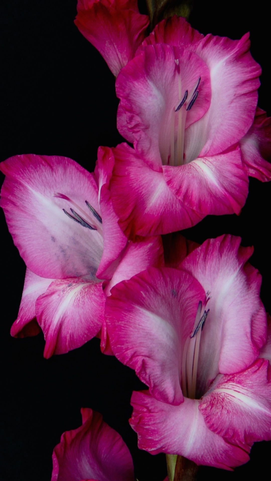 gladiolus, flowers, earth, flower, pink flower 4K Ultra