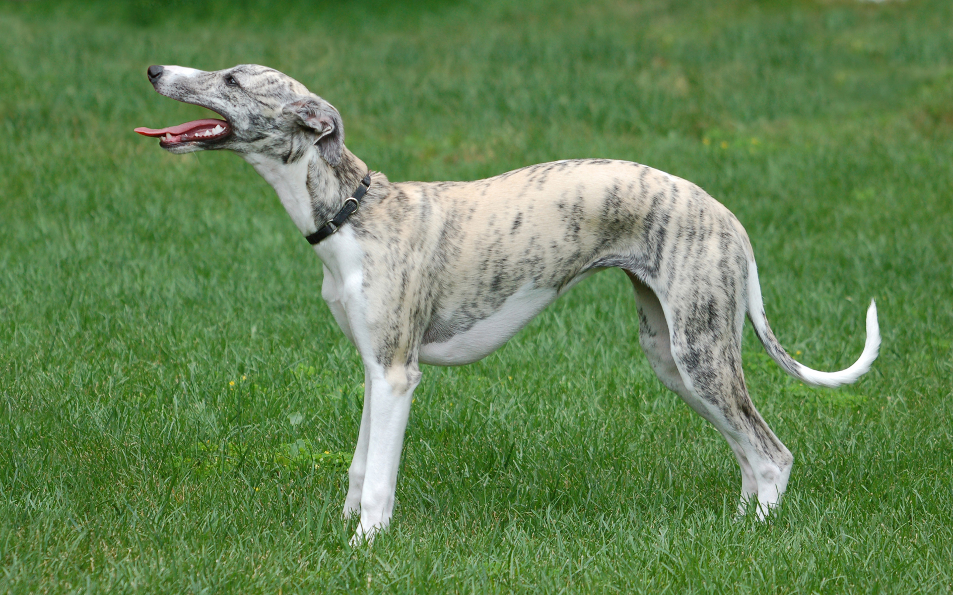 Free Whippet Stock Wallpapers