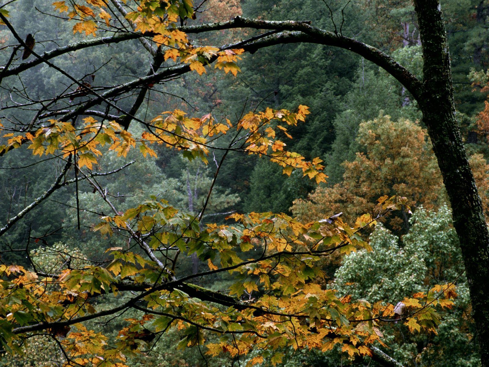 Handy-Wallpaper Geäst, Zweige, Natur, Bäume, Trocken, Herbst kostenlos herunterladen.