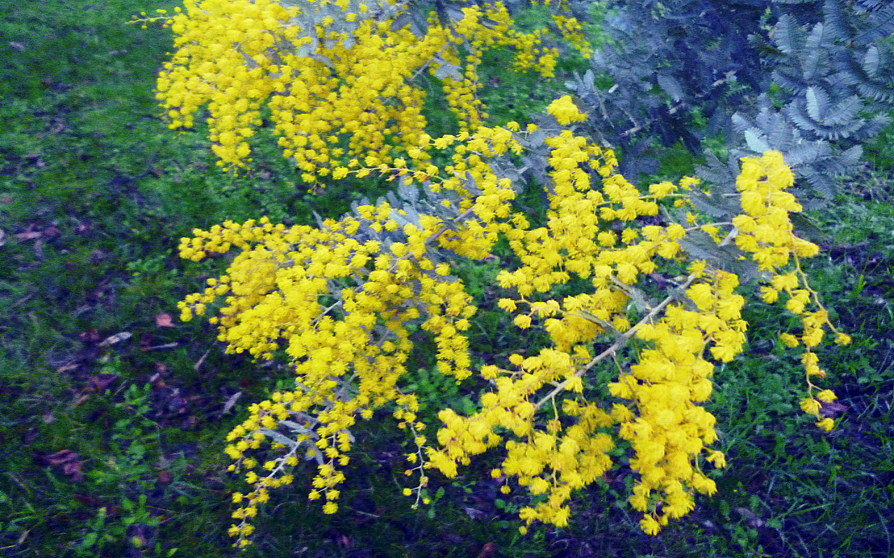 1480155 下載圖片 自然, 金荆树, 开花, 花, 荆棘 - 免費壁紙和屏保