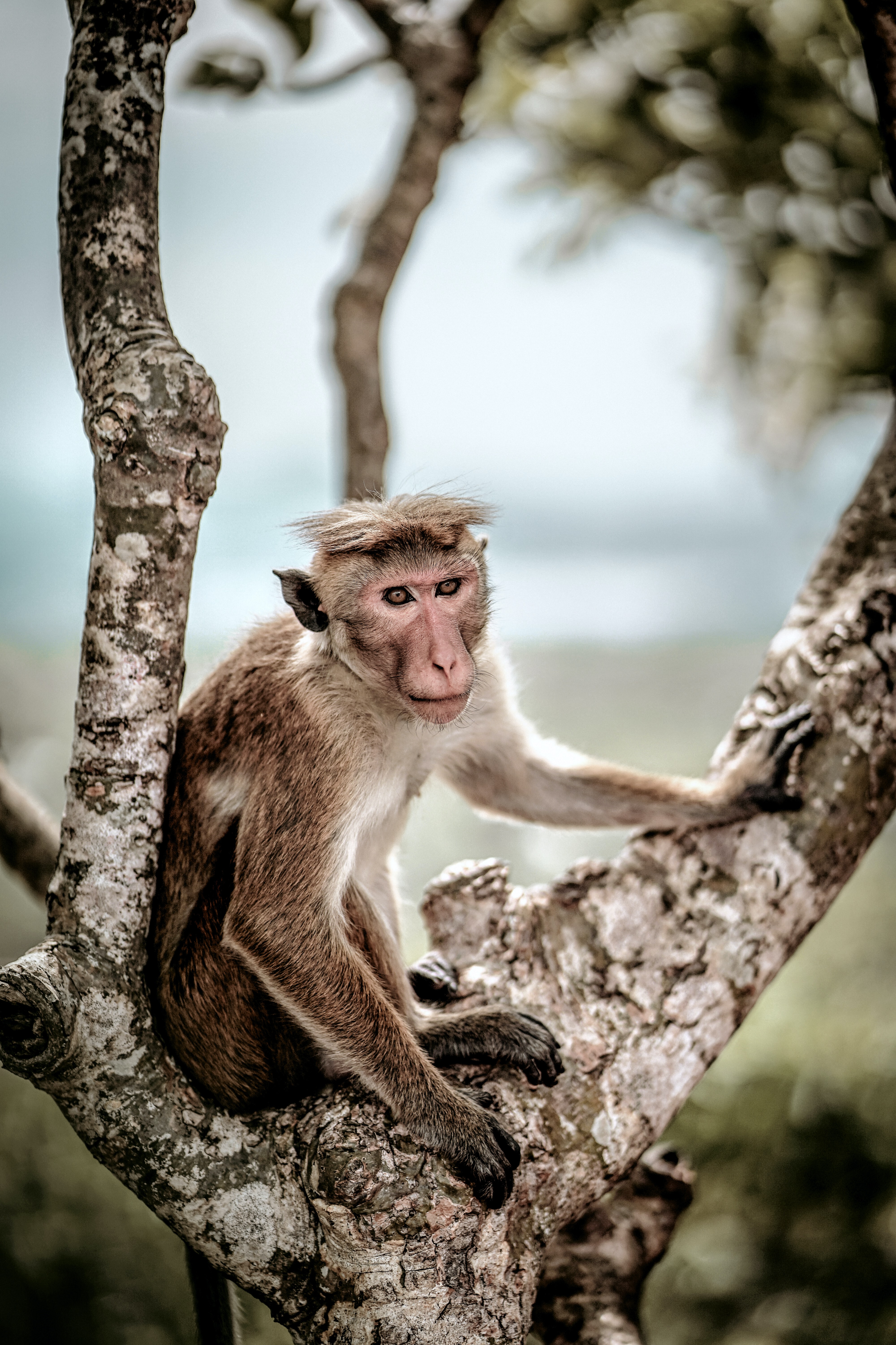 monkey, animals, wood, tree, animal, toque, macaque