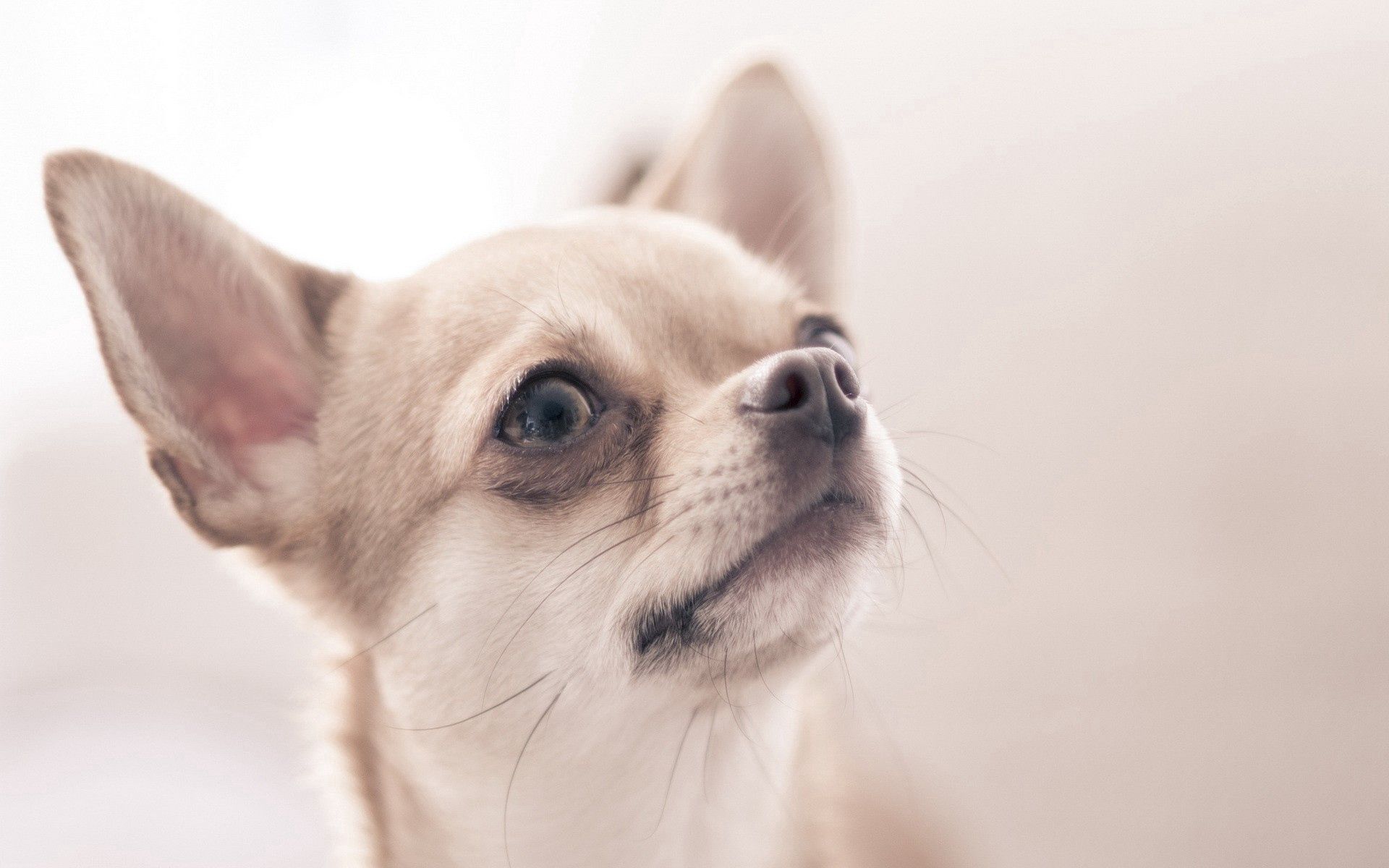 Handy-Wallpaper Hund, Unschärfe, Glatt, Sicht, Klein, Petite, Meinung, Tiere kostenlos herunterladen.