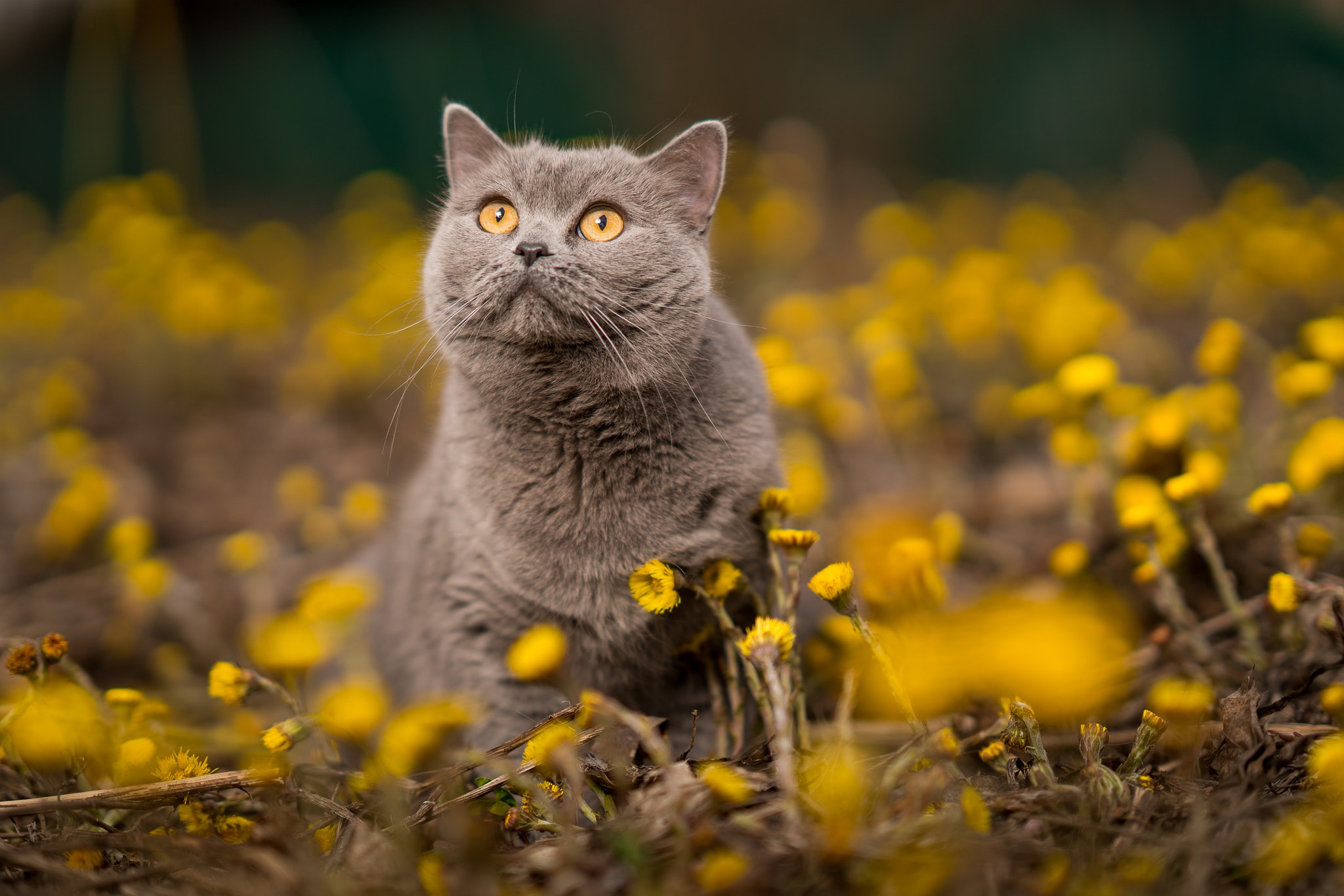 Британская кошка с желтыми глазами
