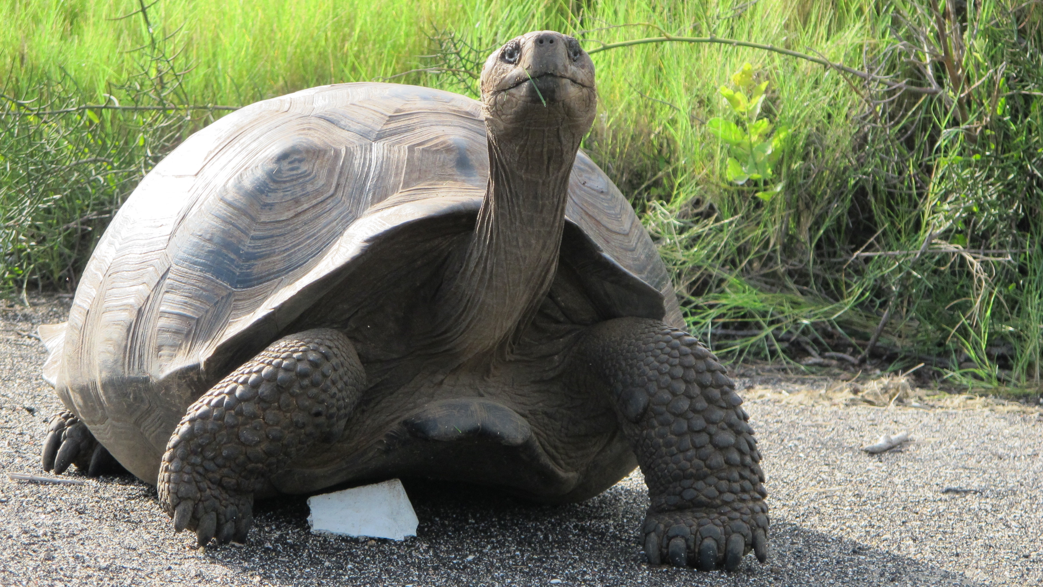 200+ Free Giant Tortoise & Tortoise Images - Pixabay