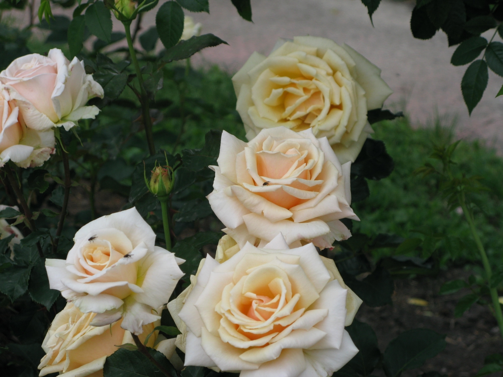 Téléchargez des papiers peints mobile Plantes, Fleurs, Roses gratuitement.