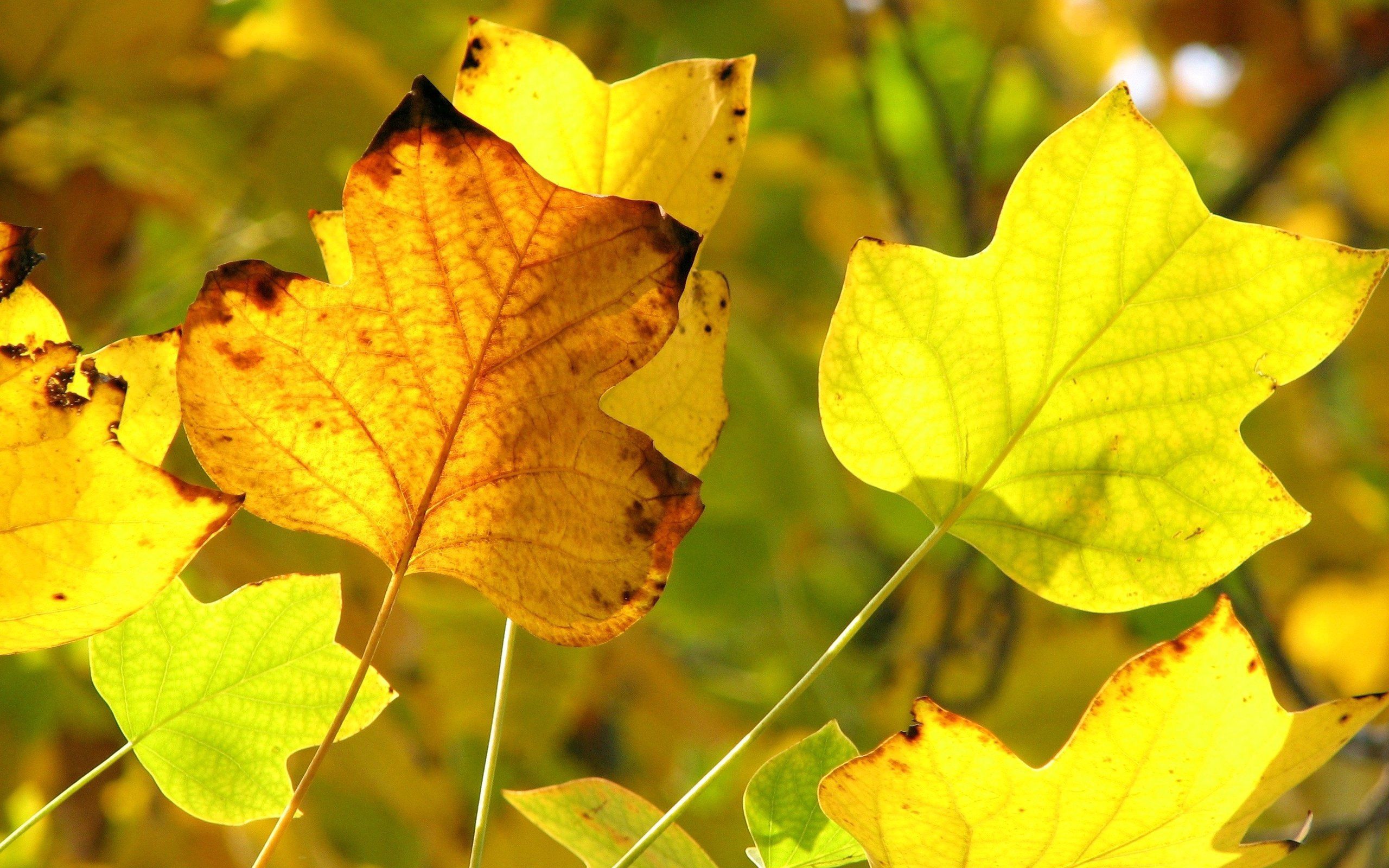 108132 завантажити картинку листя, сухий, природа, осінь, гілка - шпалери і заставки безкоштовно
