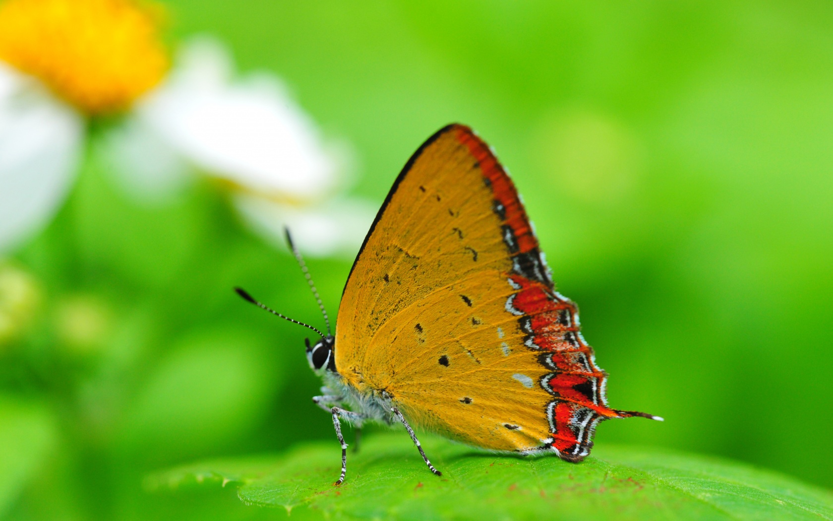 Descarga gratis la imagen Insectos, Mariposas en el escritorio de tu PC