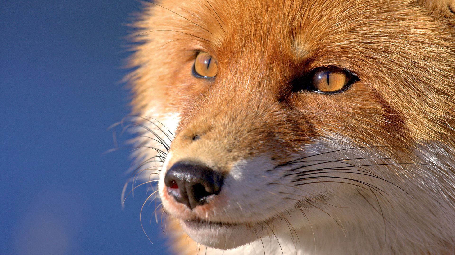 animals, fox, muzzle, eyes, nose