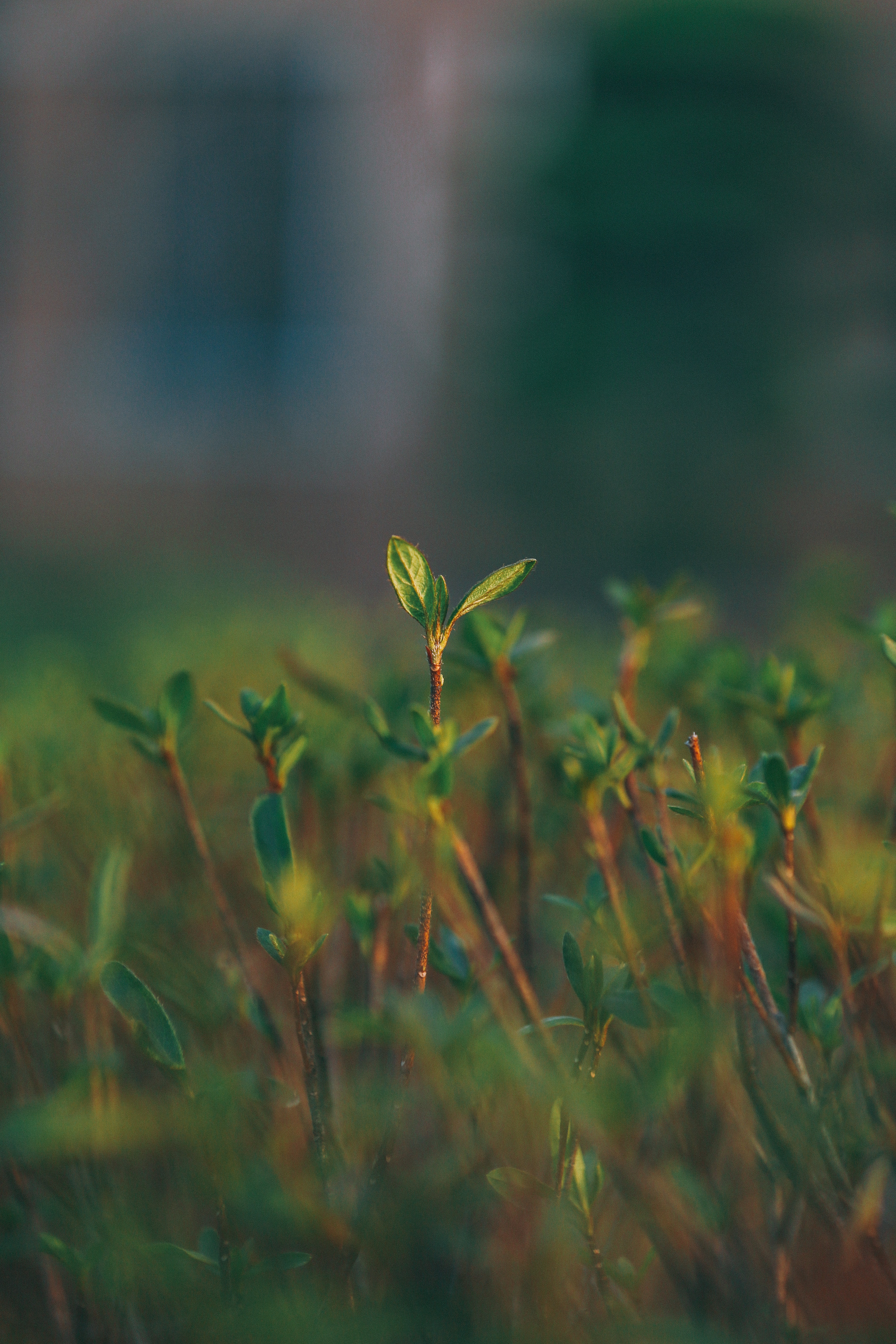 wallpapers blur, grass, green, macro, smooth, sprout