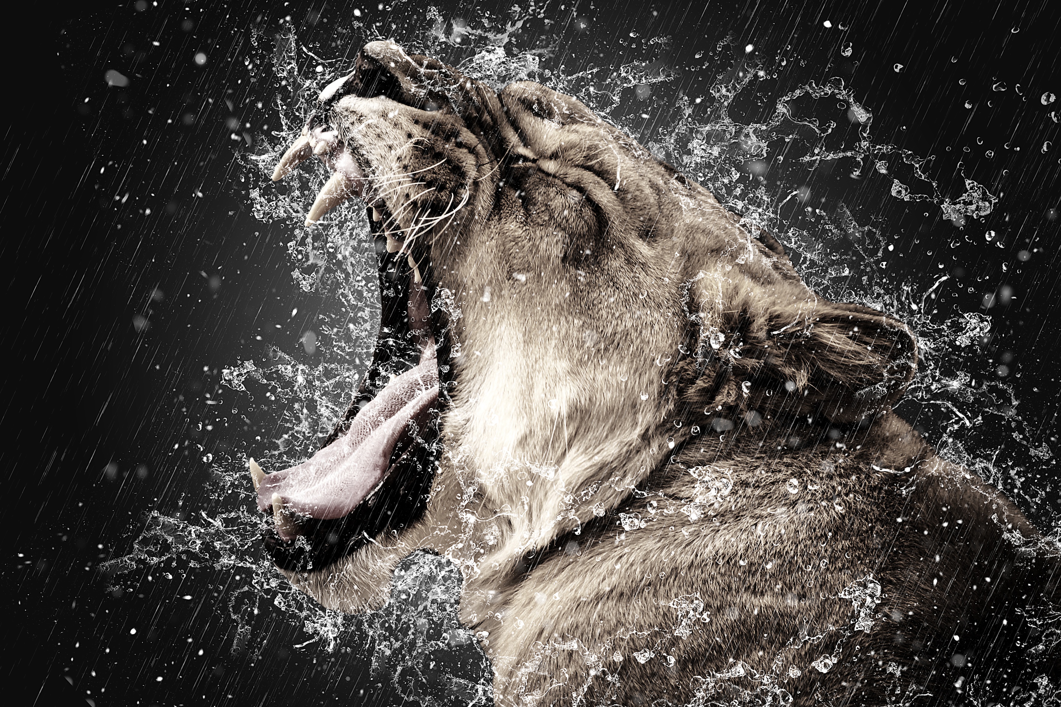 Download mobile wallpaper Fangs, Grin, Spray, Animals, Predator, Lion for free.