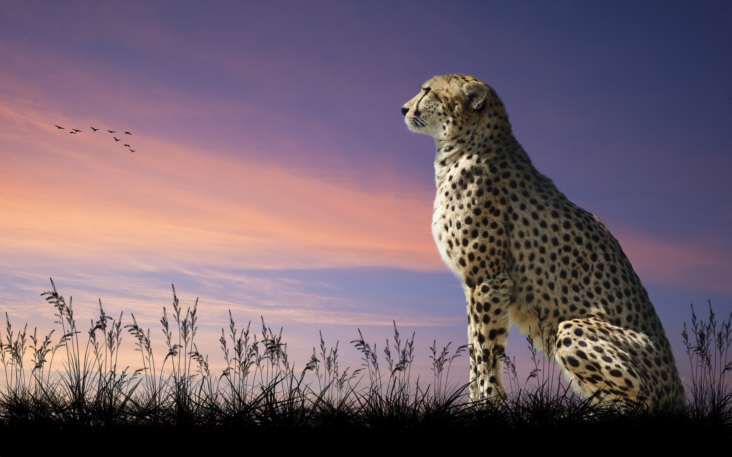 302332 descargar imagen animales, guepardo, gatos: fondos de pantalla y protectores de pantalla gratis