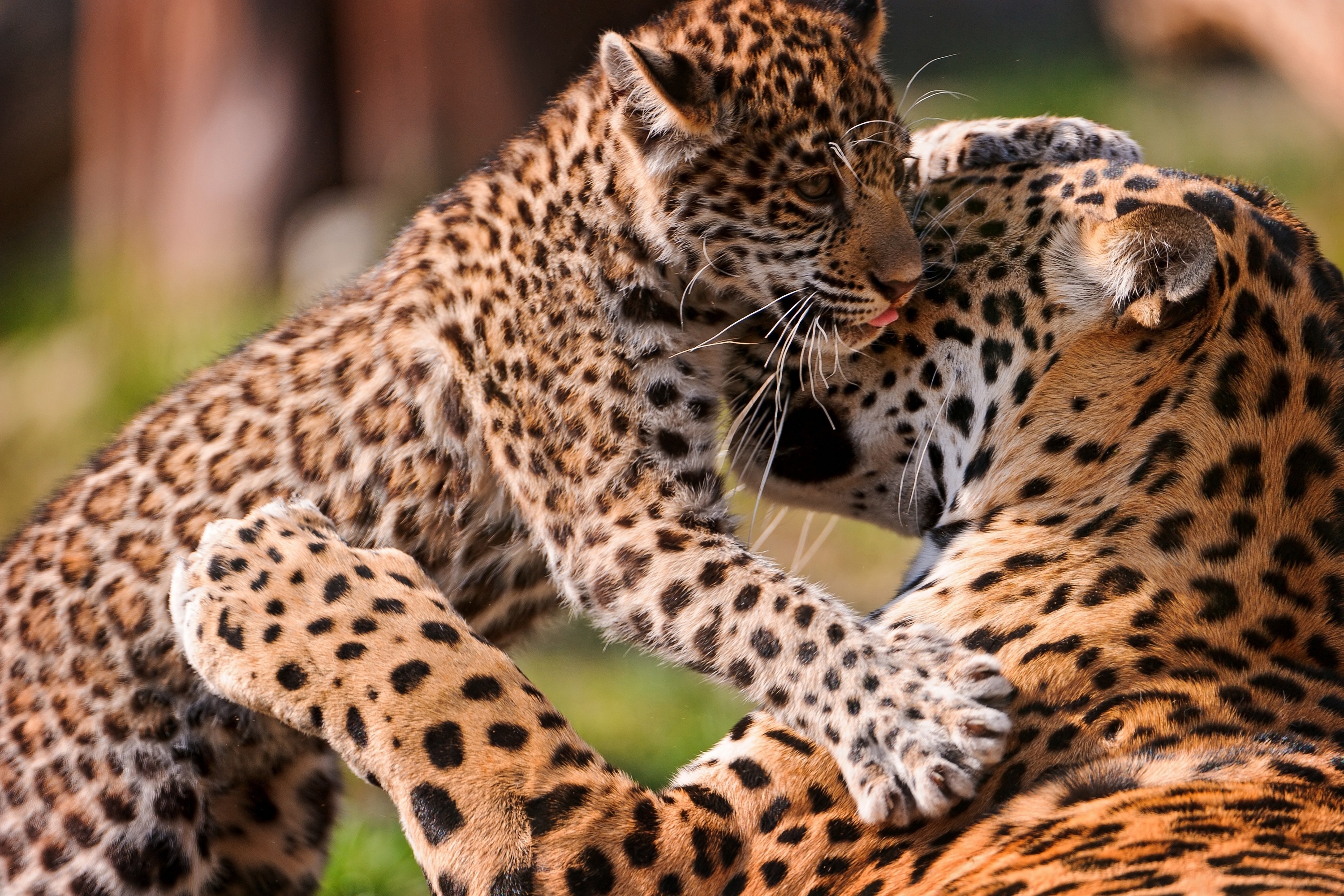 299259 télécharger l'image léopard, animaux, chats - fonds d'écran et économiseurs d'écran gratuits