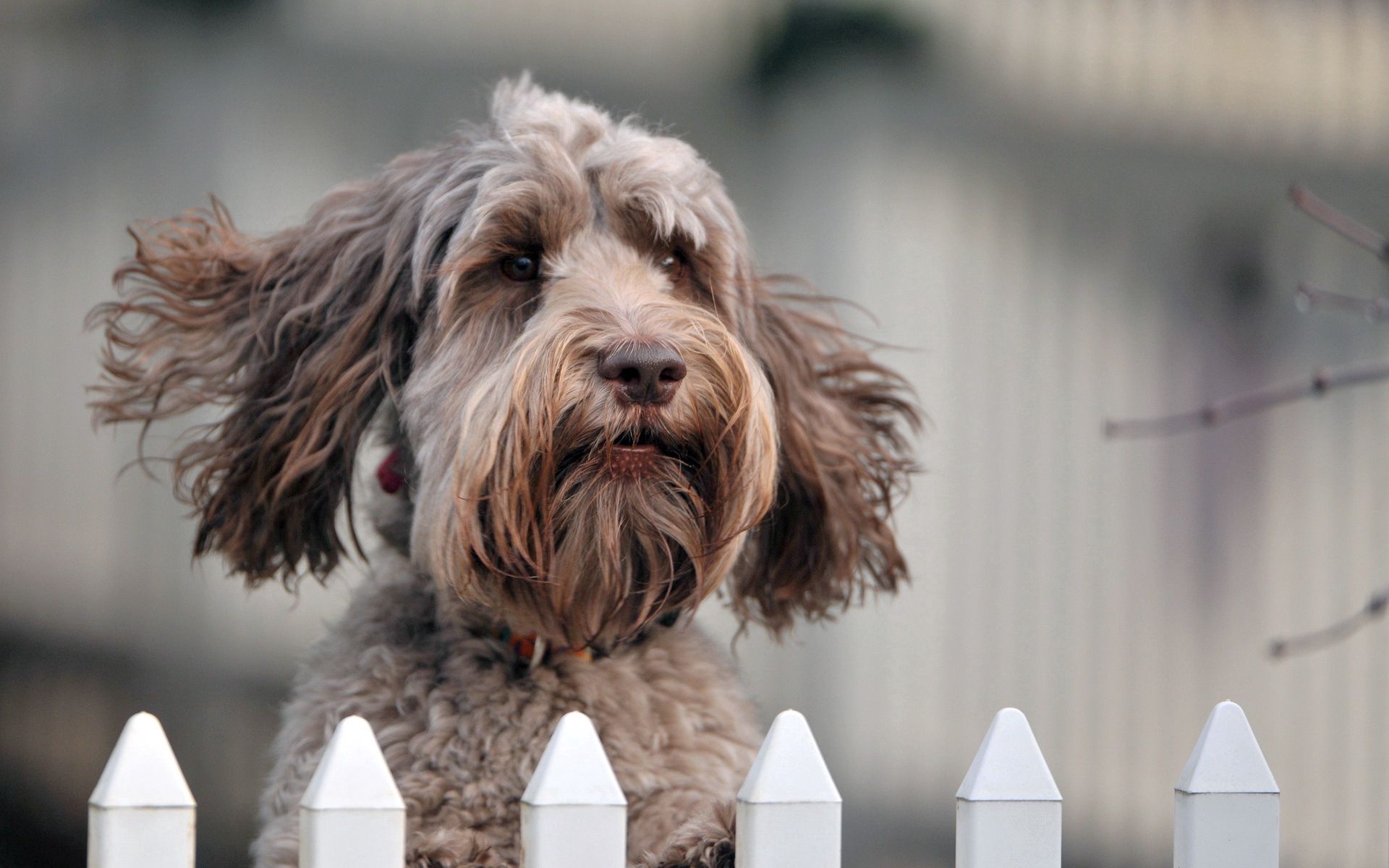 Handy-Wallpaper Hund, Zaun, Schnauze, Wind, Tiere, Hündchen, Welpen kostenlos herunterladen.