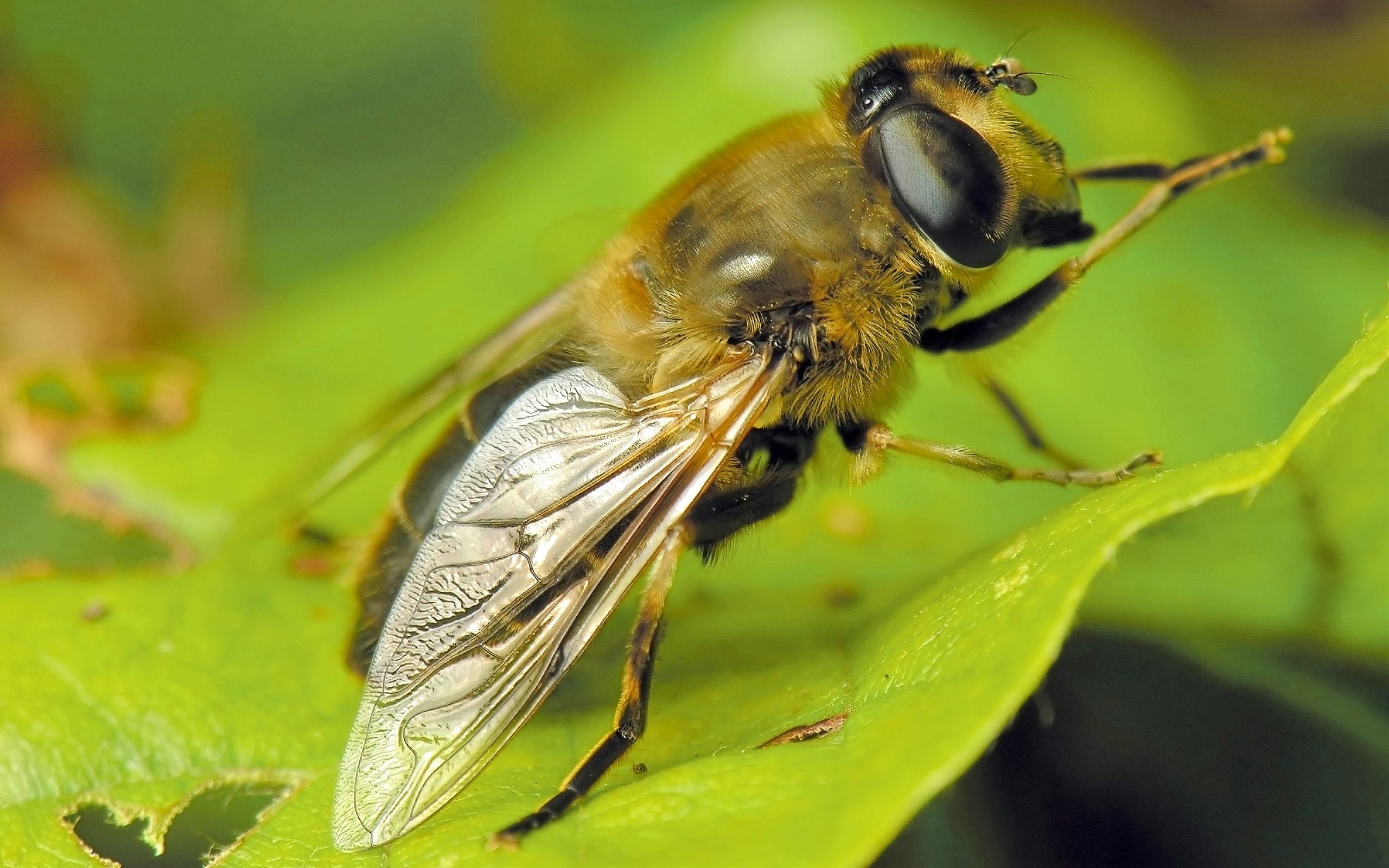 Гибрид мухи. Насекомые. Насекомые картинки. Похожа на пчелу. Двукрылые пчелы.