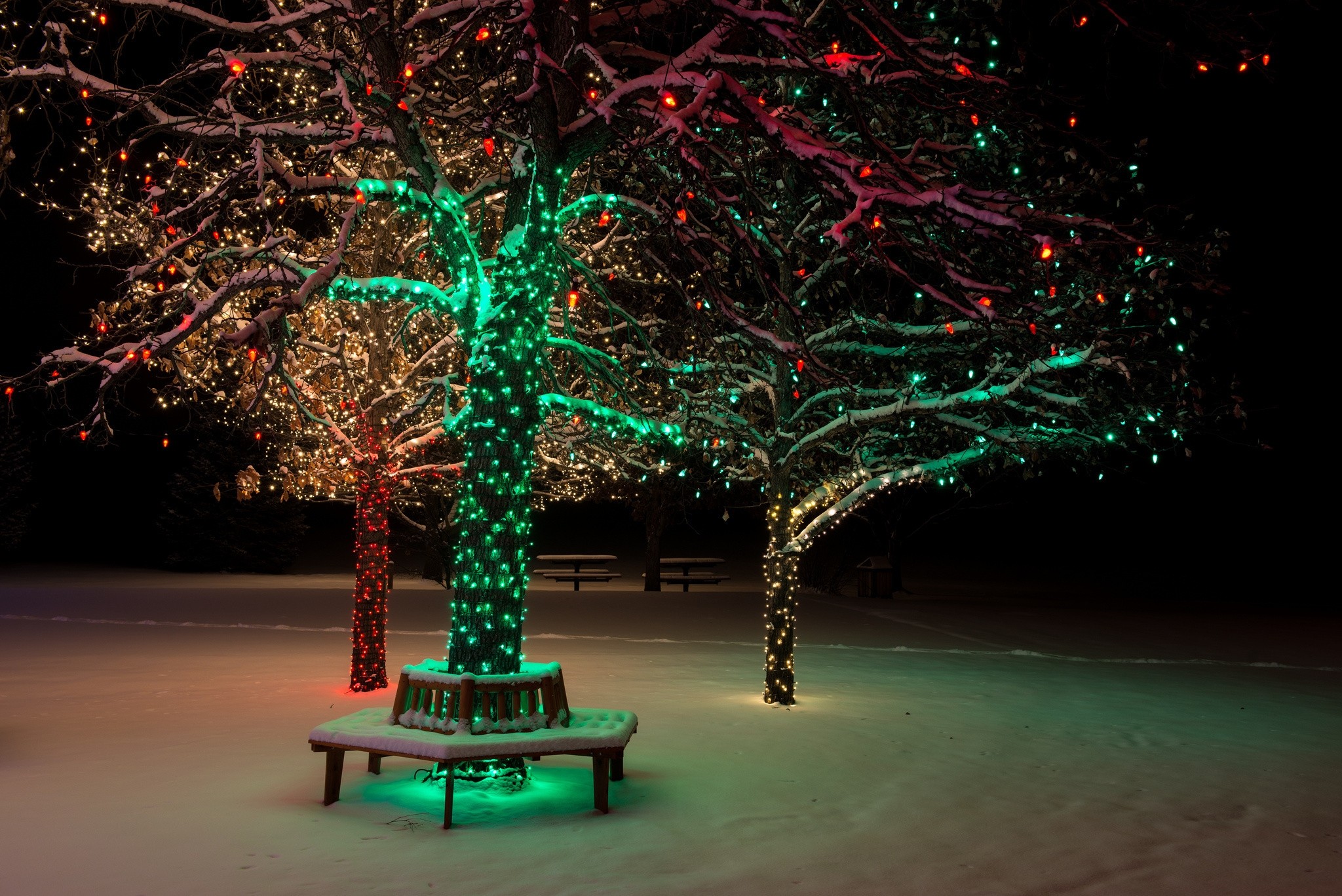 lights, christmas, nature, night, wood, tree, decoration