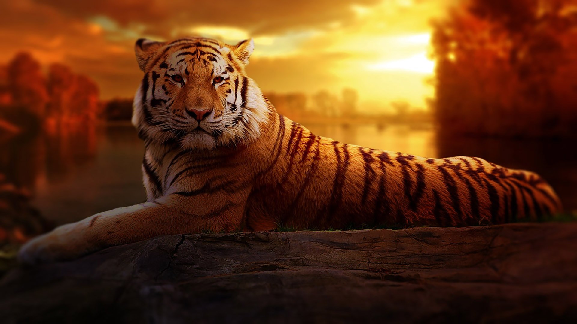 Тигр фон
