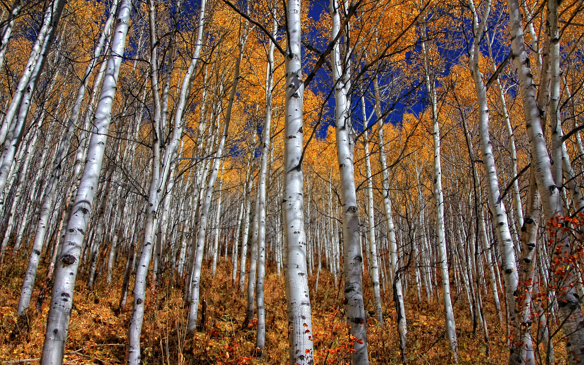 HD wallpaper birch, earth, forest, fall