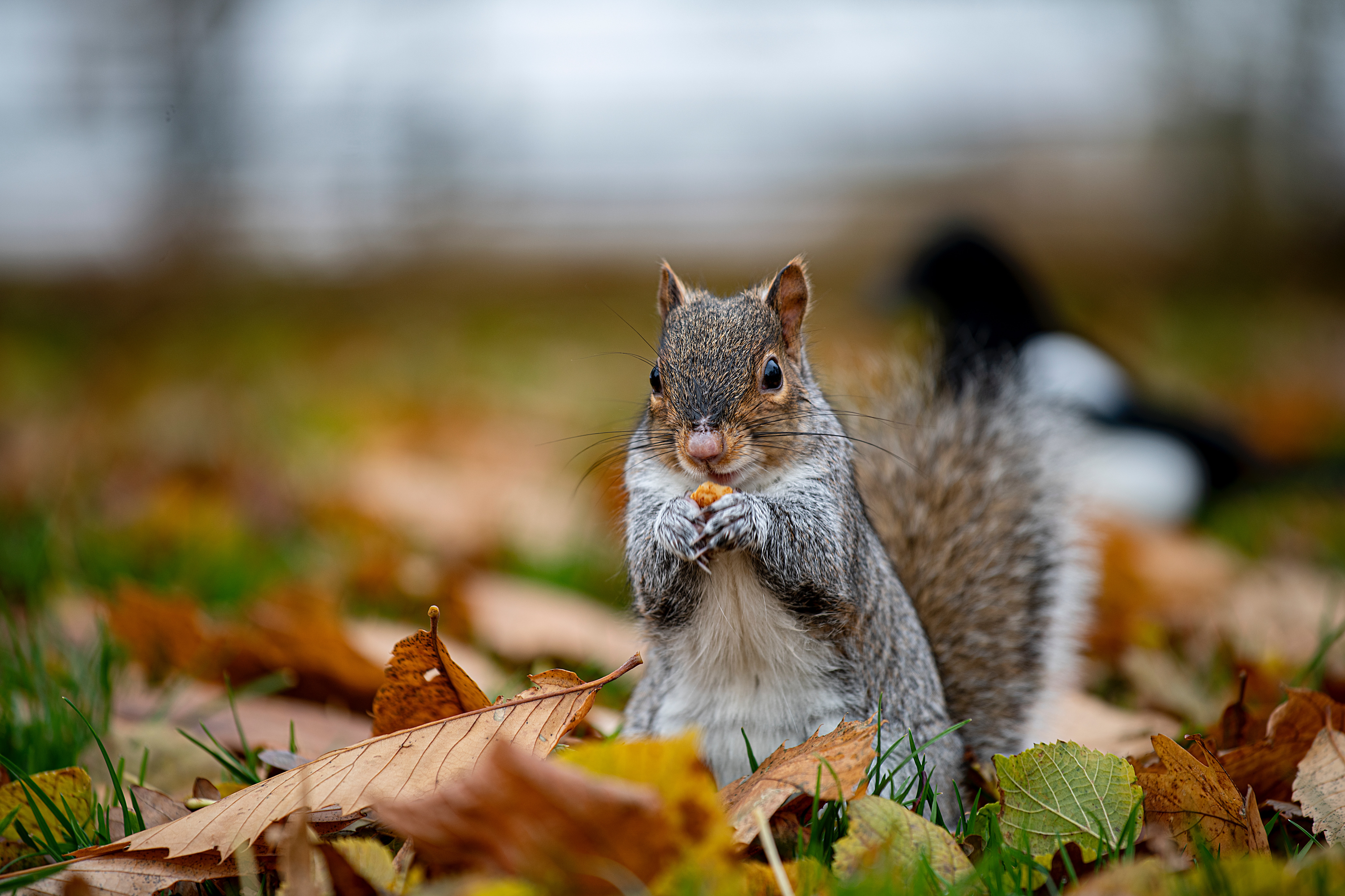 Download mobile wallpaper Nice, Animals, Animal, Sweetheart, Squirrel, Funny for free.