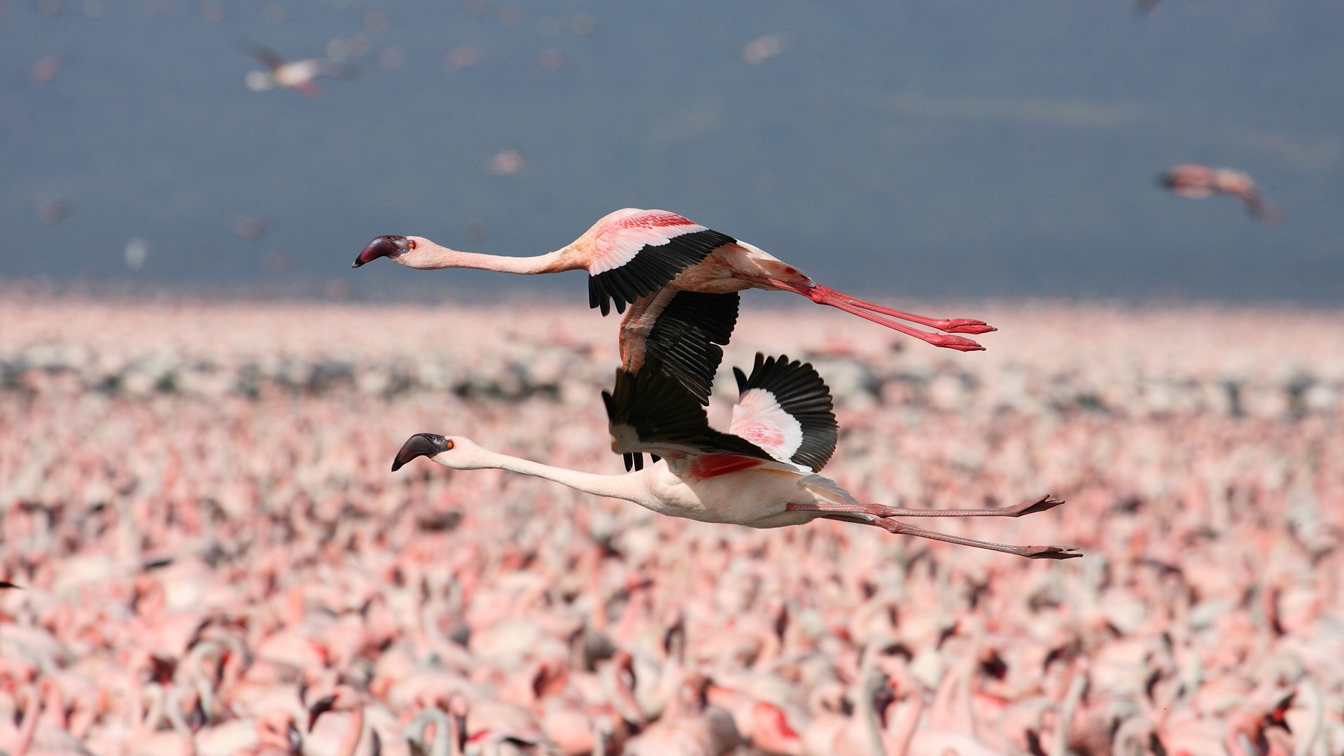 Обыкновенный Фламинго