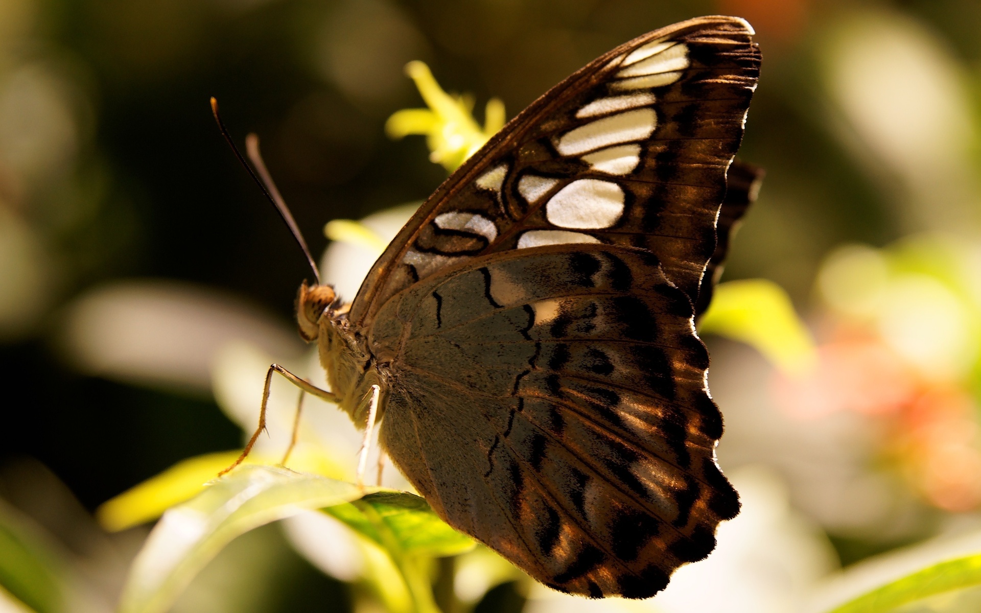 Красивая коричневая бабочка