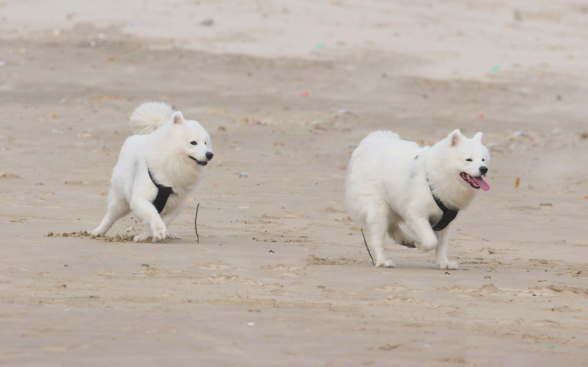 animal, samoyed, beach, dog, running, dogs images
